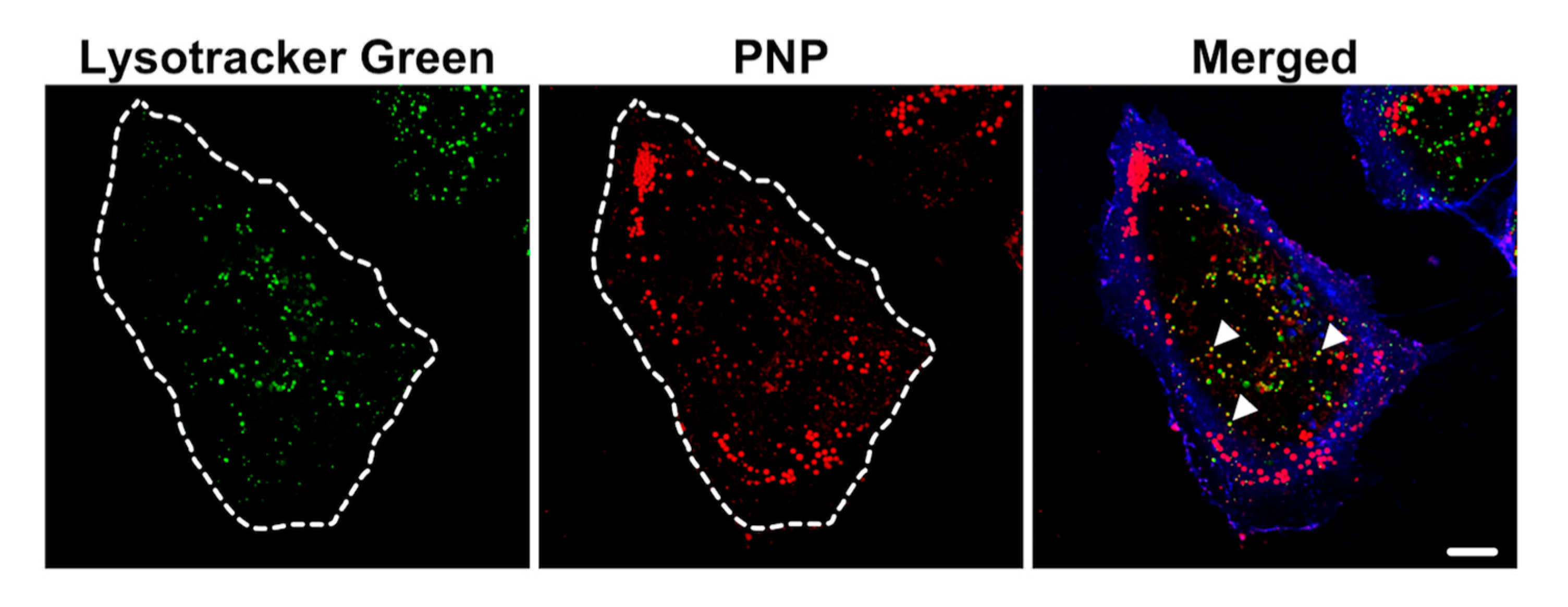 Ijms 20 05253 g008 Ijms 20 05253 g008