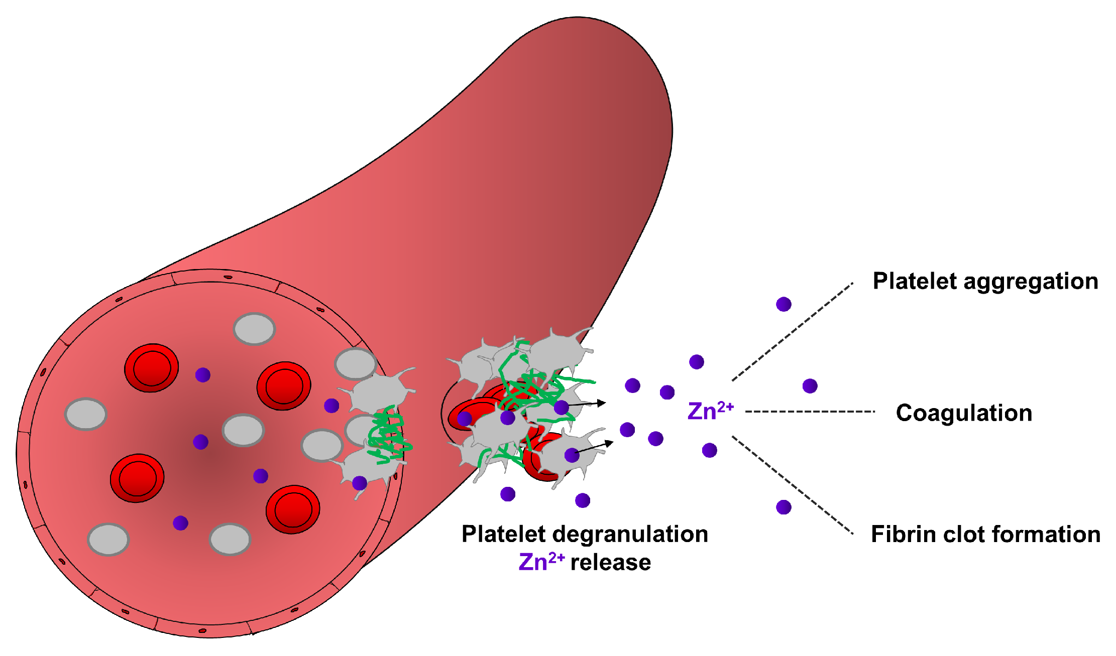 Ijms 20 05258 g002 Ijms 20 05258 g002