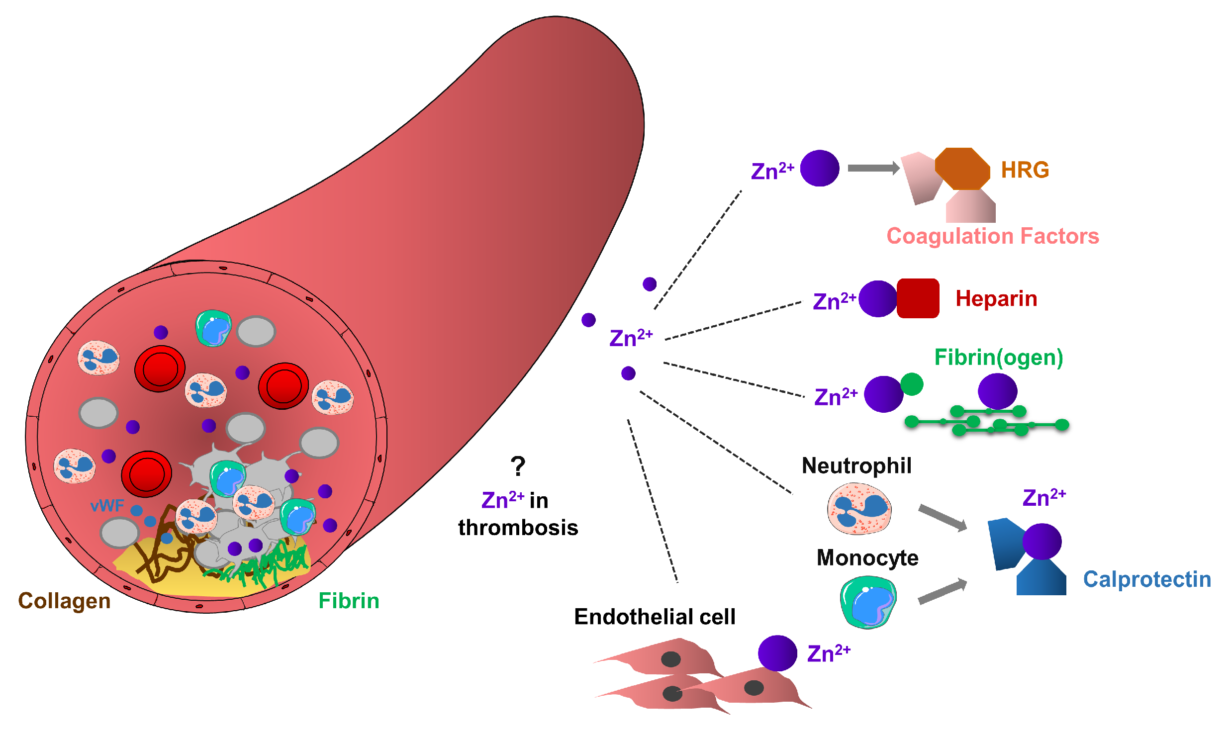 Ijms 20 05258 g003 Ijms 20 05258 g003