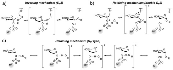 investing glycosyltransferase mechanism definition