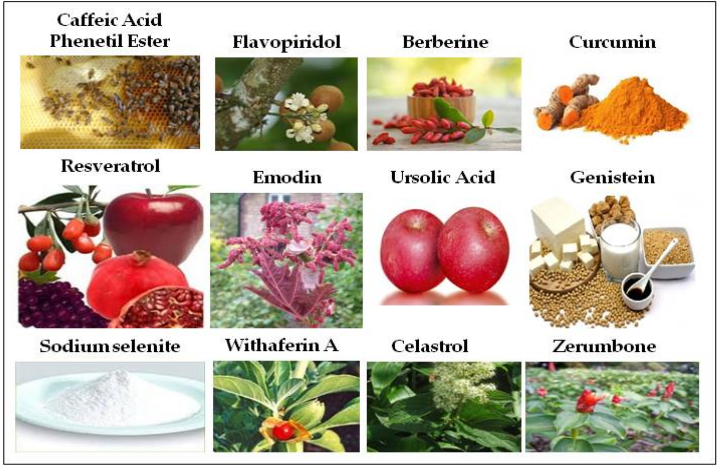 Ijms 20 05267 g002 Ijms 20 05267 g002