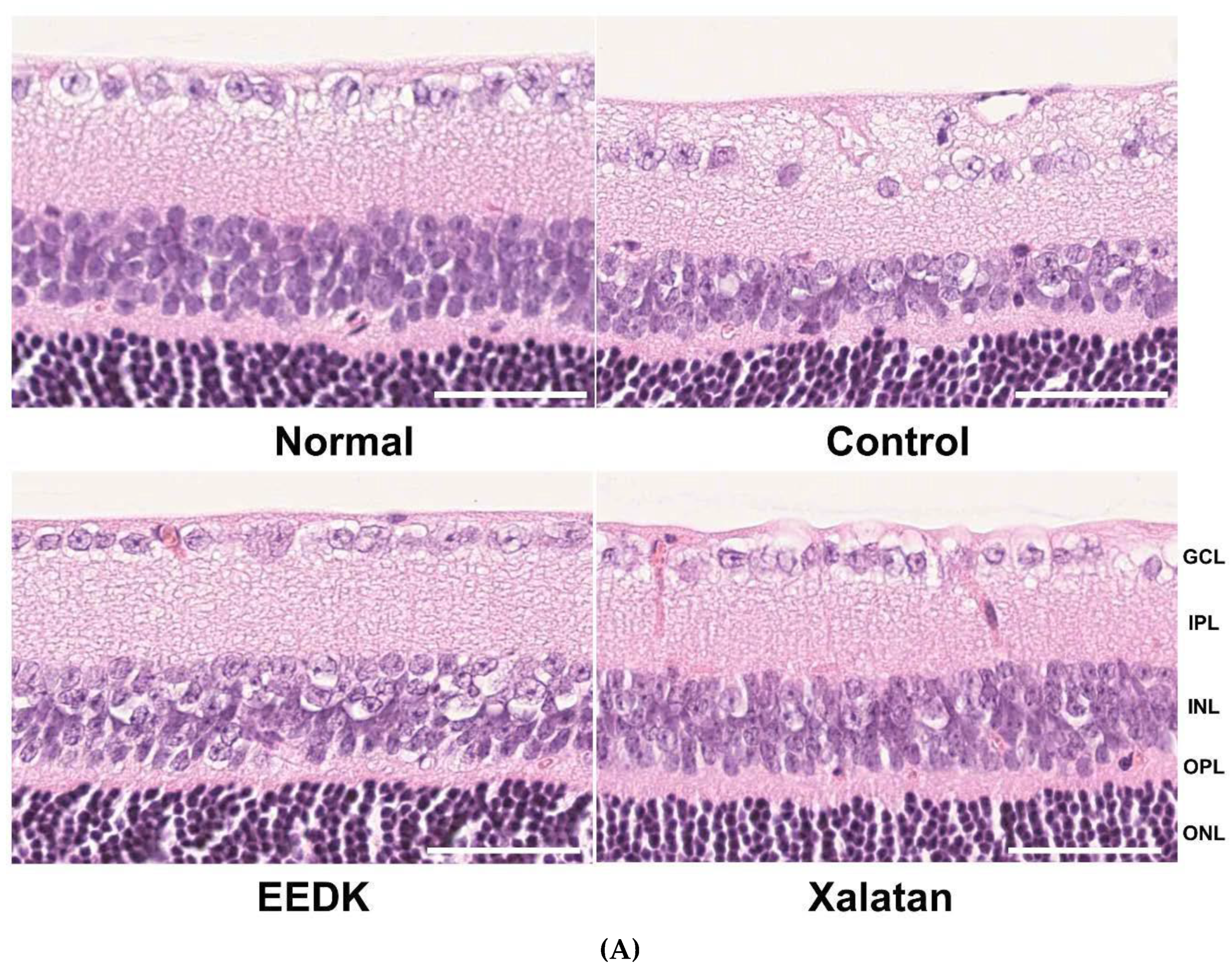 Ijms 20 05268 g007a Ijms 20 05268 g007a