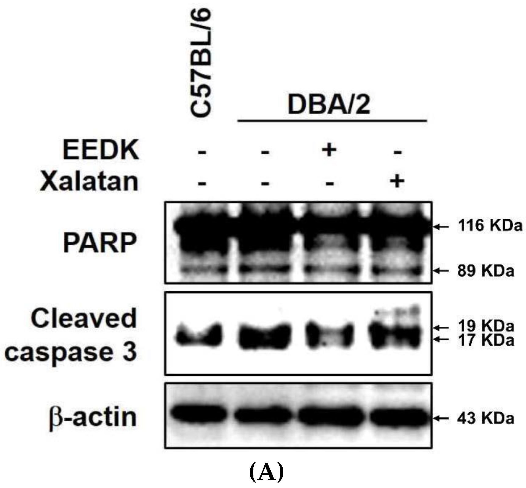 Ijms 20 05268 g008a Ijms 20 05268 g008a