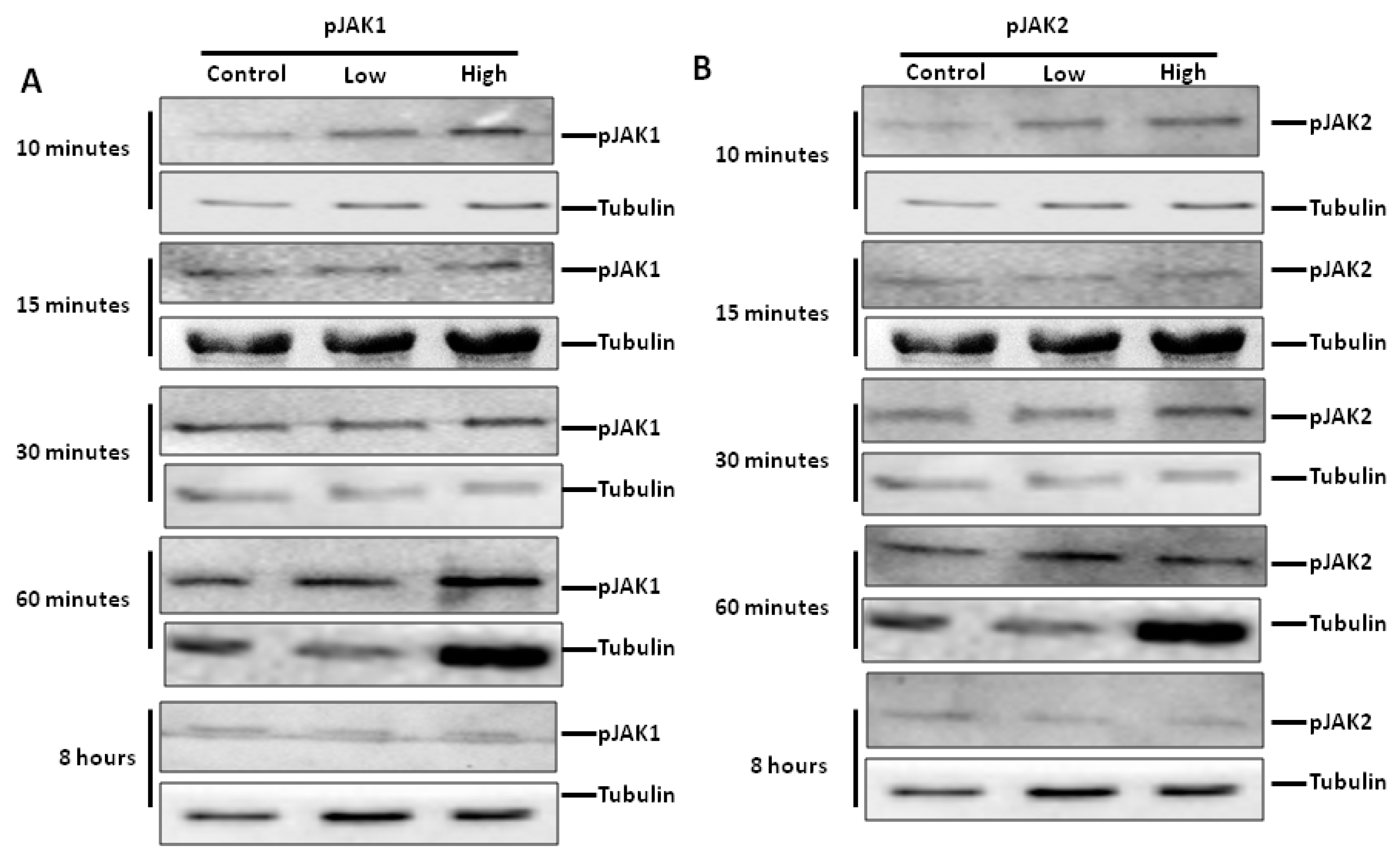 Ijms 20 05273 g009a Ijms 20 05273 g009a