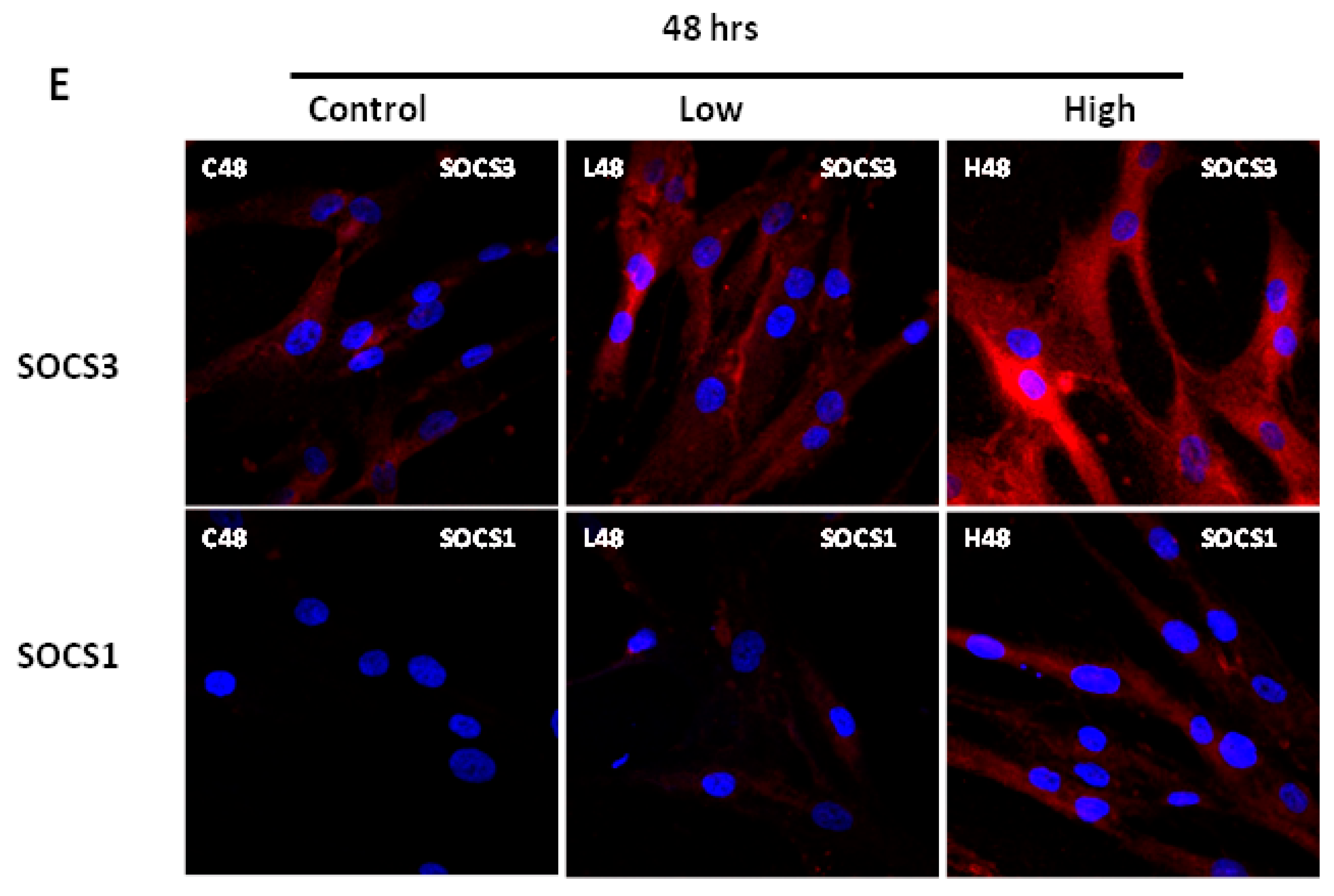Ijms 20 05273 g010b Ijms 20 05273 g010b