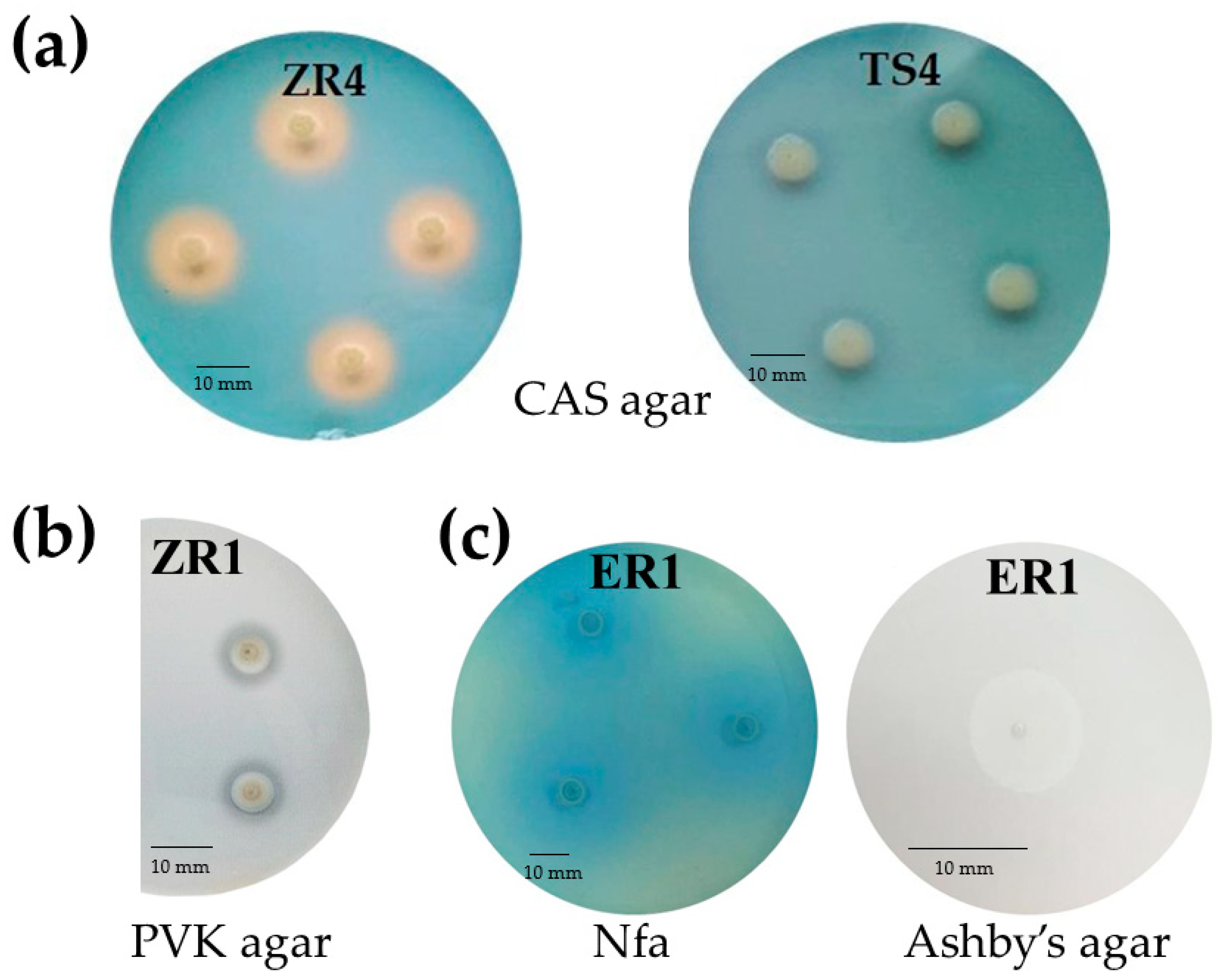 Ijms 20 05283 g002 Ijms 20 05283 g002