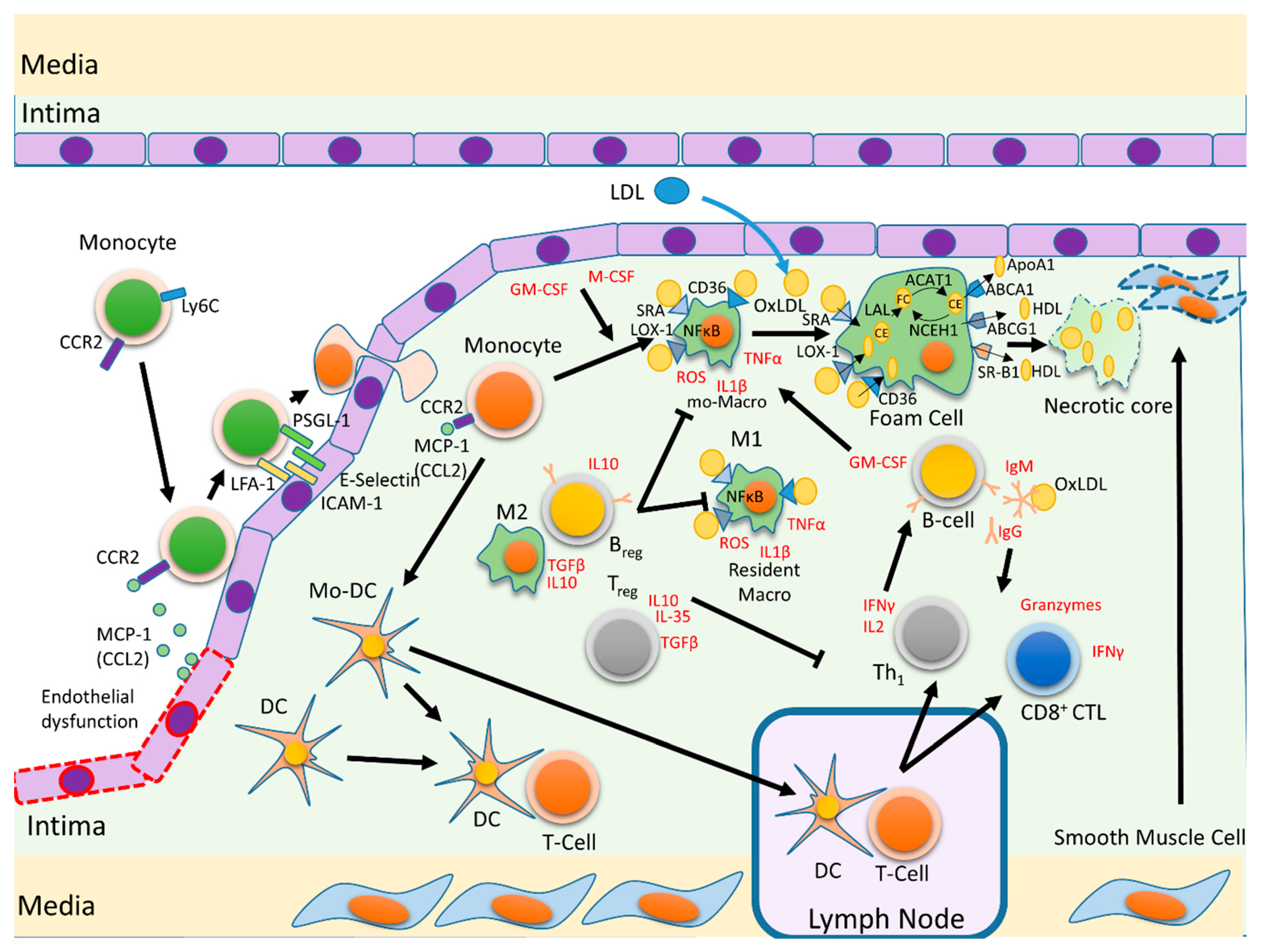 Ijms 20 05293 g002 Ijms 20 05293 g002