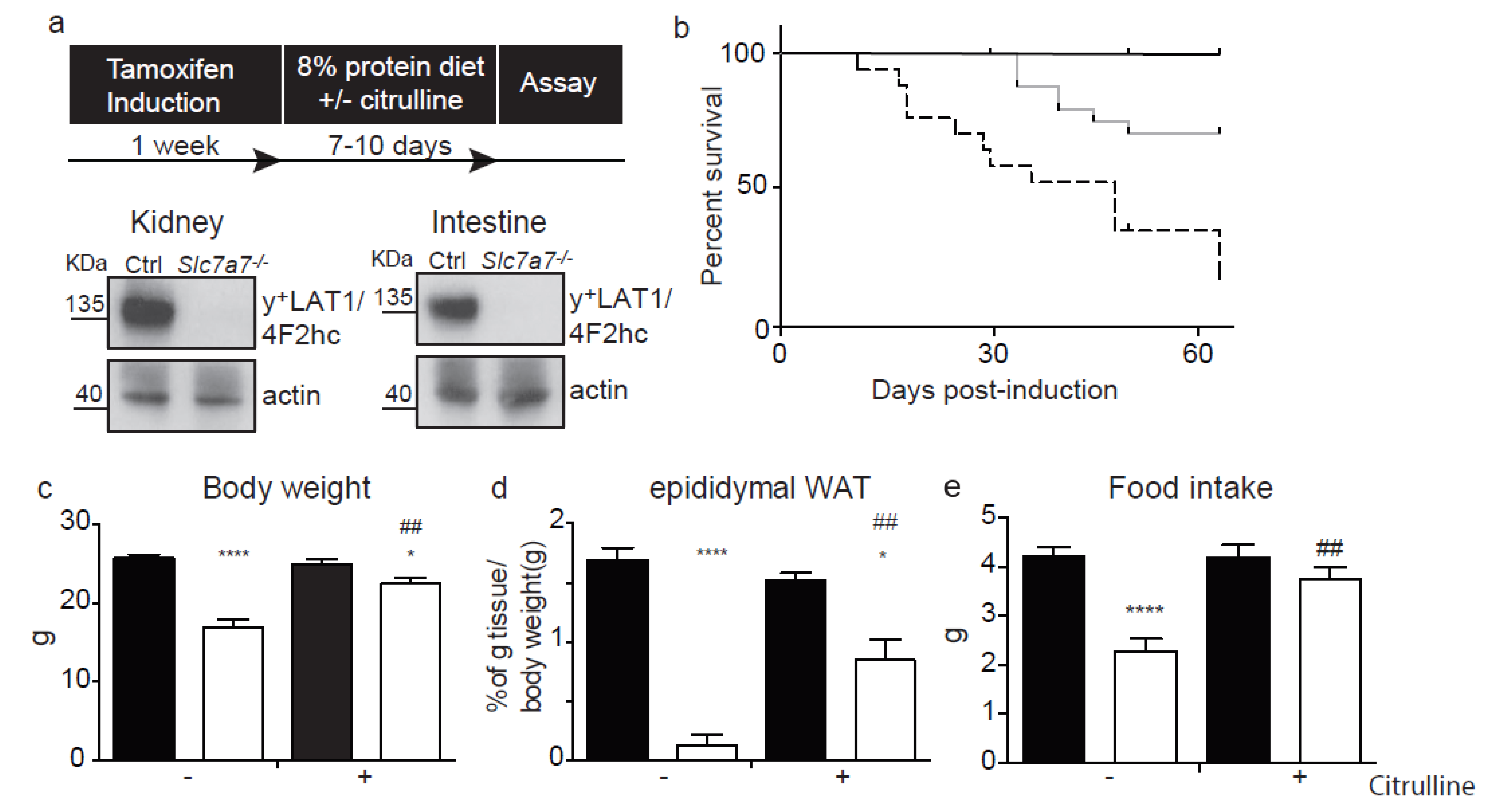 Ijms Free Full Text Inducible Slc7a7 Knockout Mouse Model Recapitulates Lysinuric Protein Intolerance Disease Html