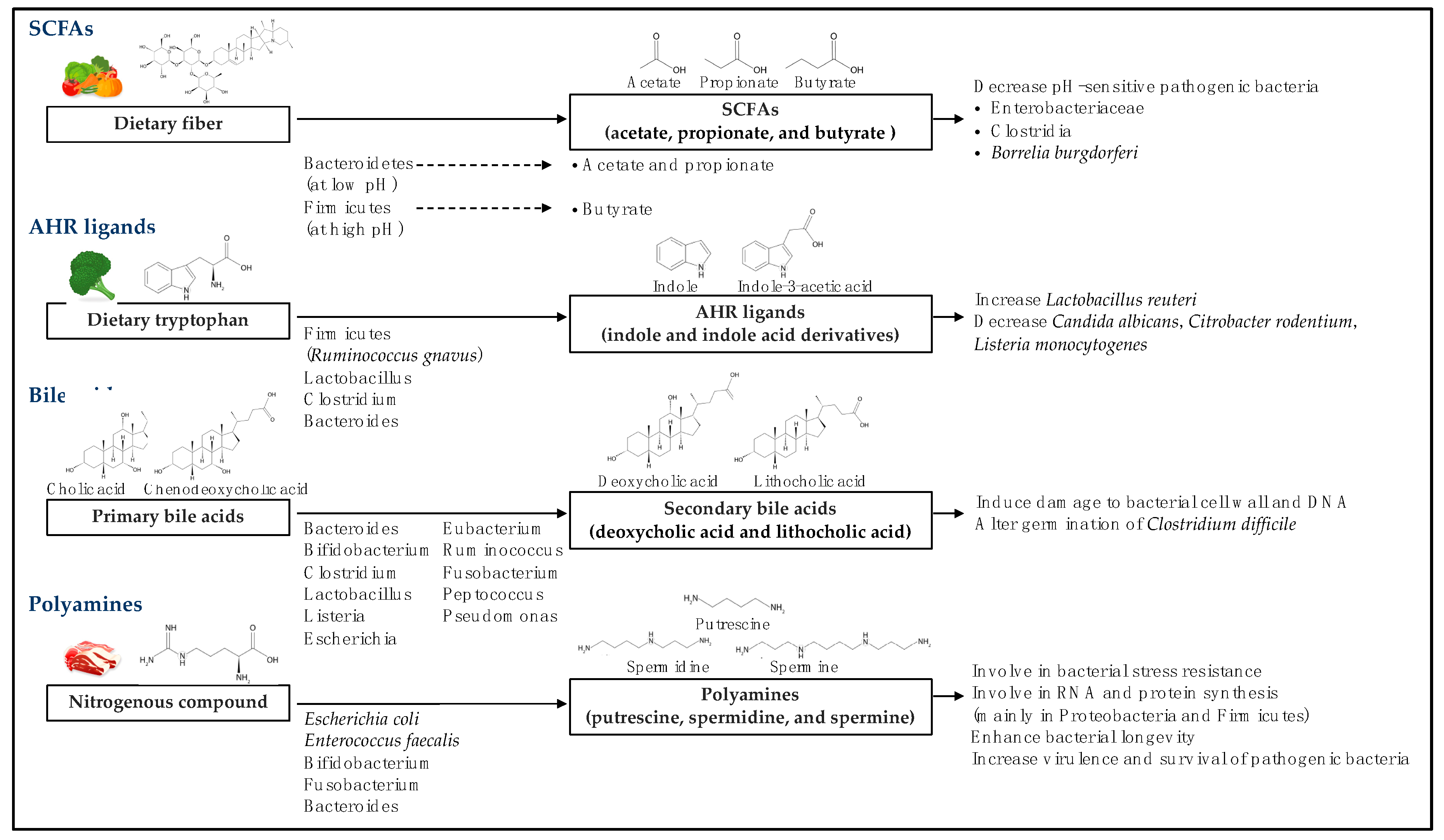 Ijms Free Full Text Microbial Metabolites Determine Host Health And The Status Of Some Diseases Html