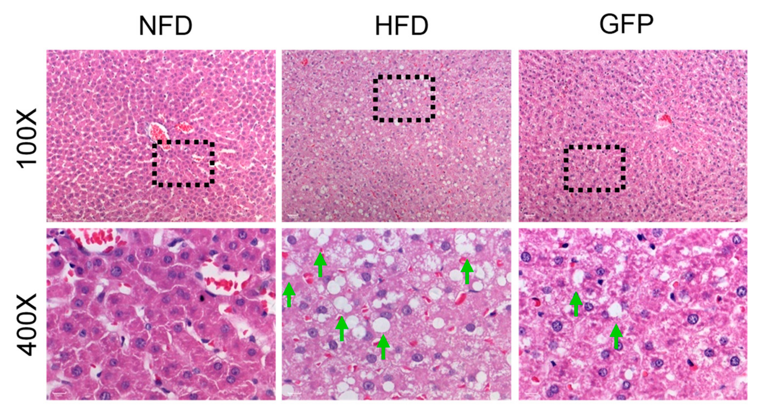 Ijms 20 05302 g002 Ijms 20 05302 g002