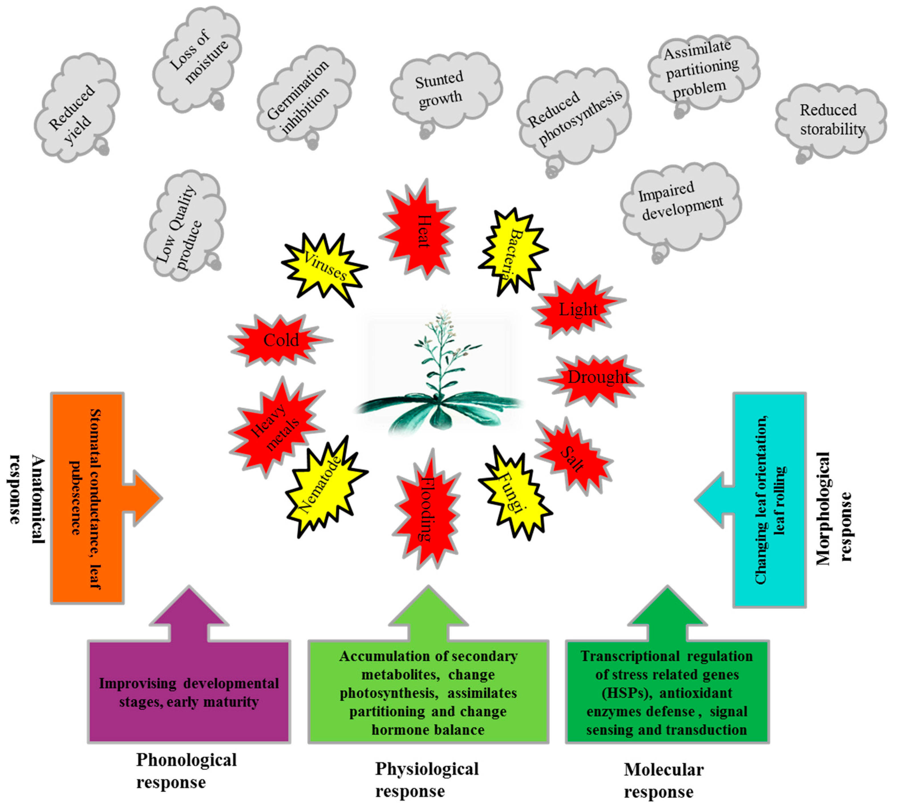 Ijms Free Full Text Heat Shock Proteins Dynamic Biomolecules To Counter Plant Biotic And Abiotic Stresses Html