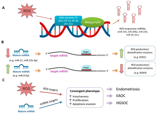 Interplay Between MicroRNAs and Oxidative Stress in Ovarian Conditions ...
