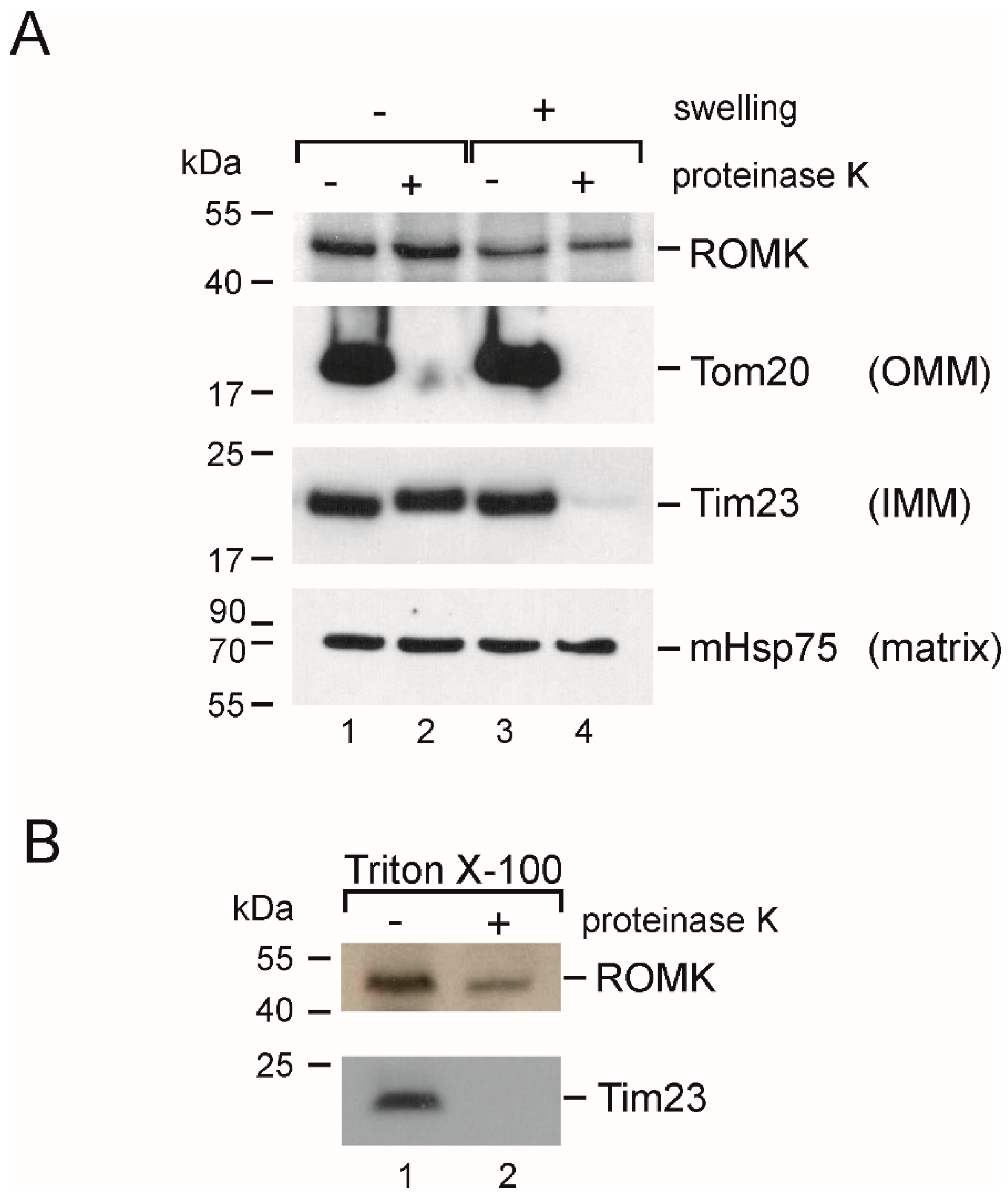 Ijms 20 05323 g006