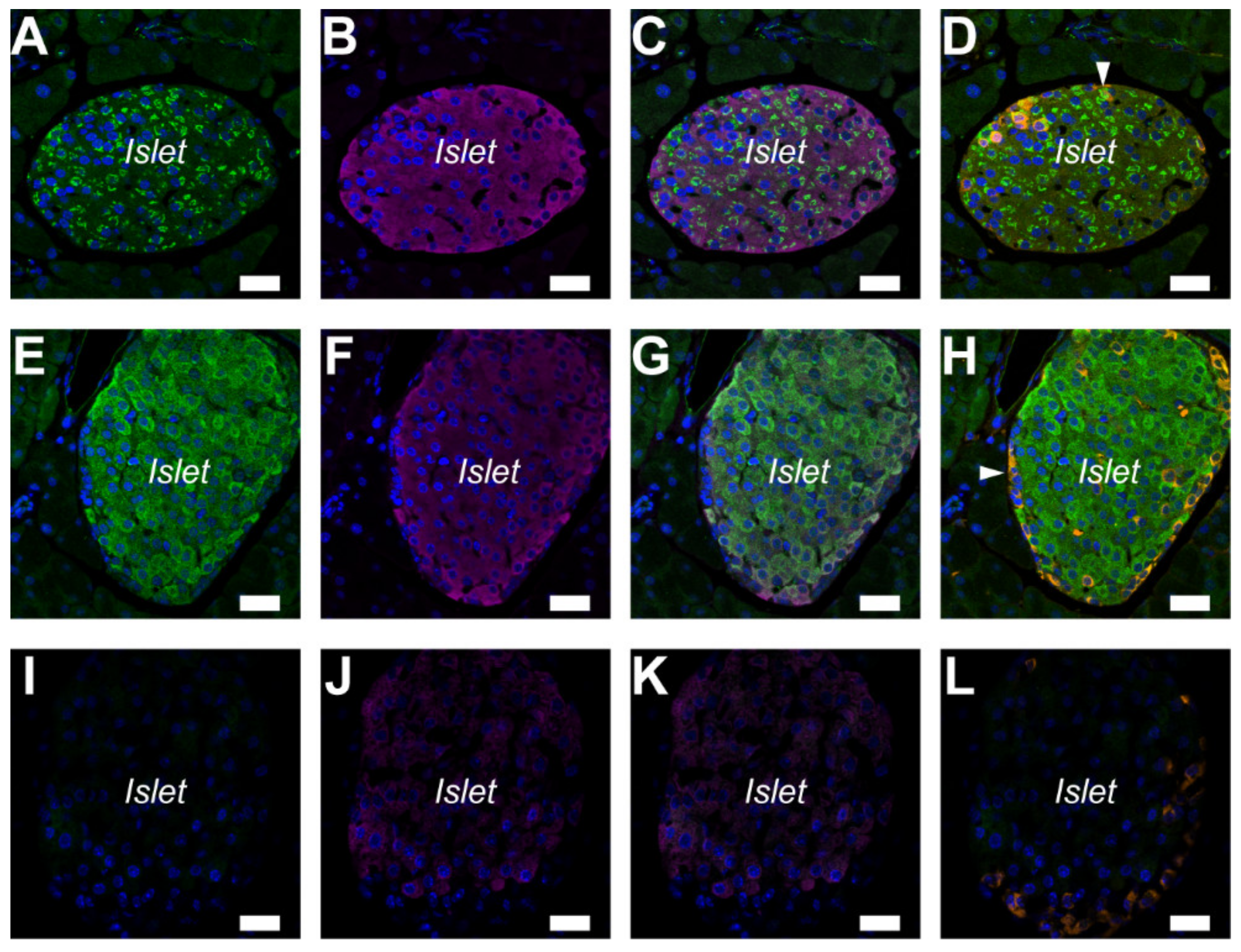 Ijms 20 05329 g002 Ijms 20 05329 g002