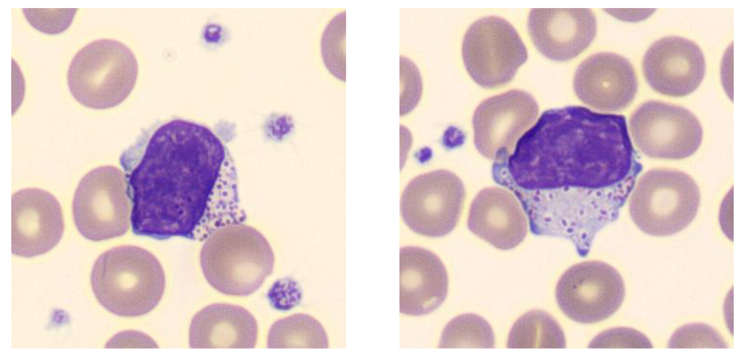 Ijms 20 05345 g001 Ijms 20 05345 g001