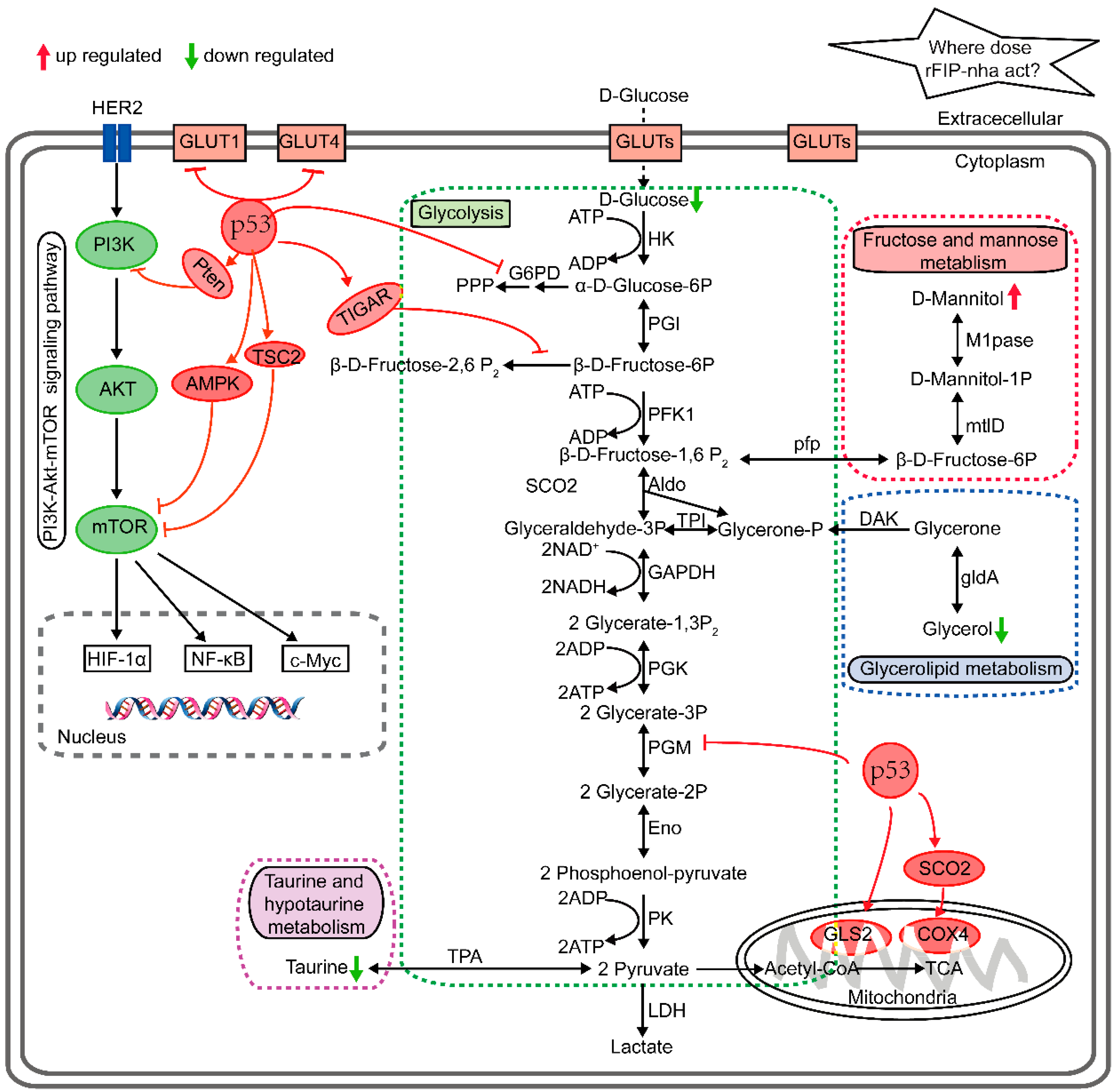 Ijms 20 05348 g005 Ijms 20 05348 g005