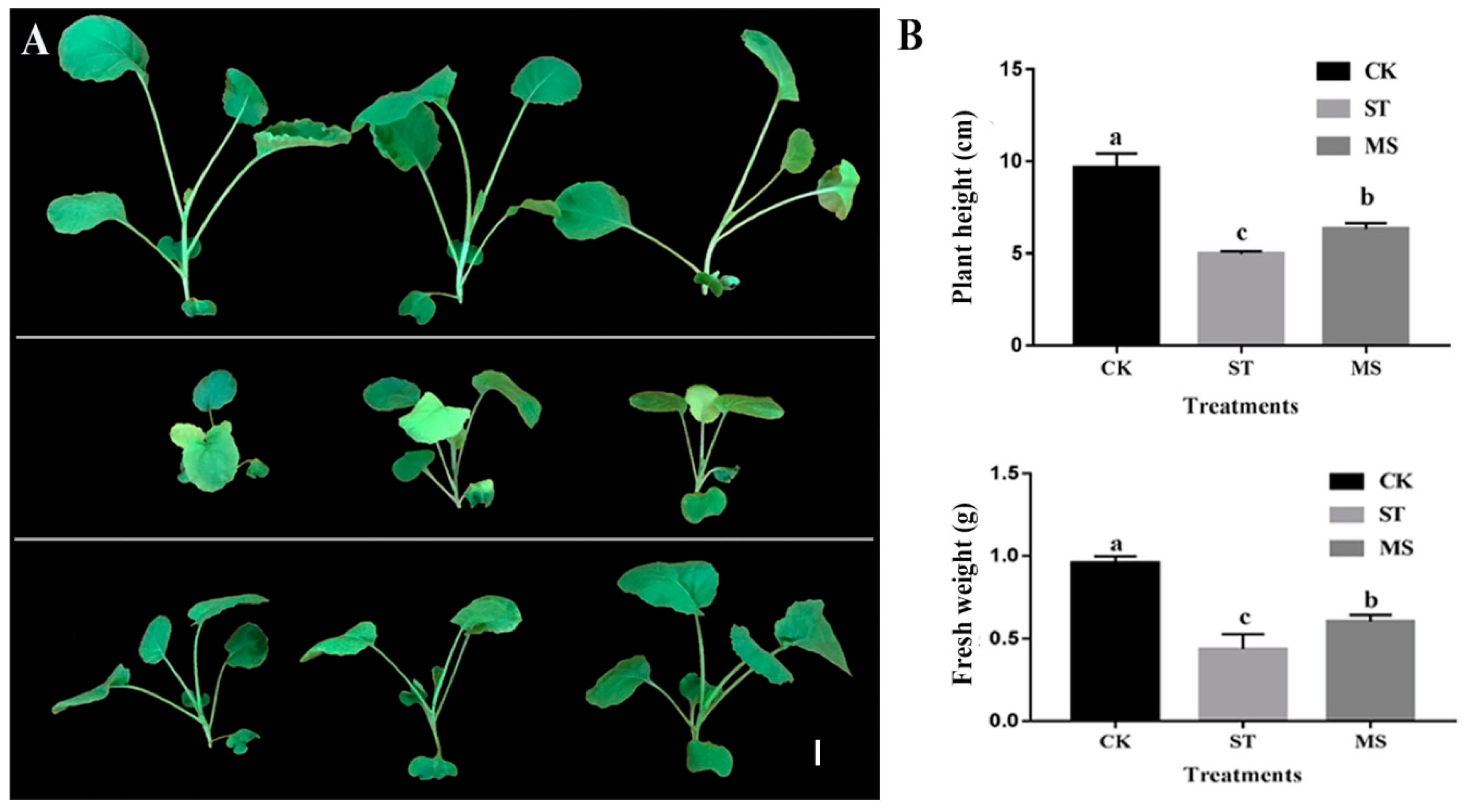 Ijms 20 05355 g001 Ijms 20 05355 g001