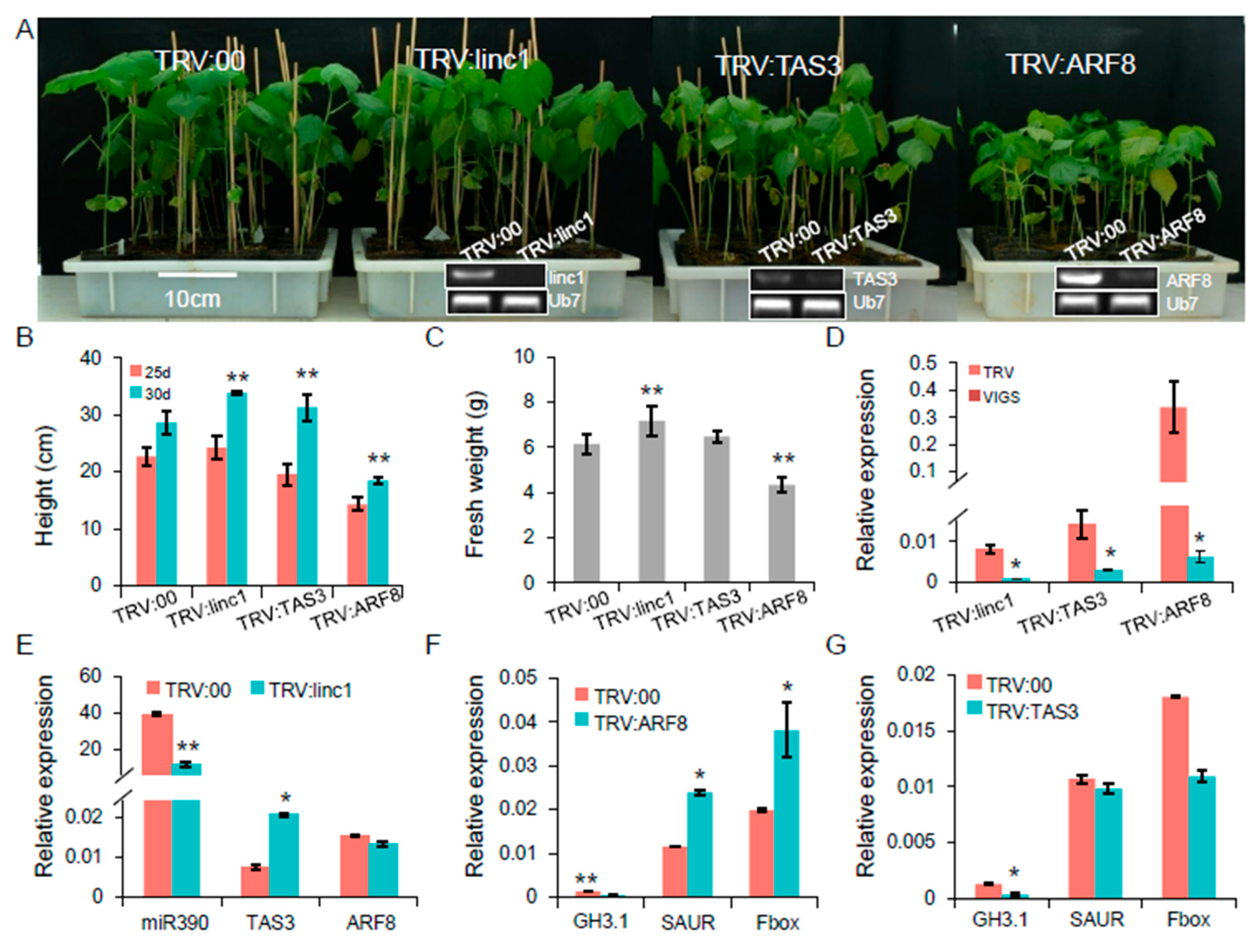 Ijms 20 05357 g008 Ijms 20 05357 g008