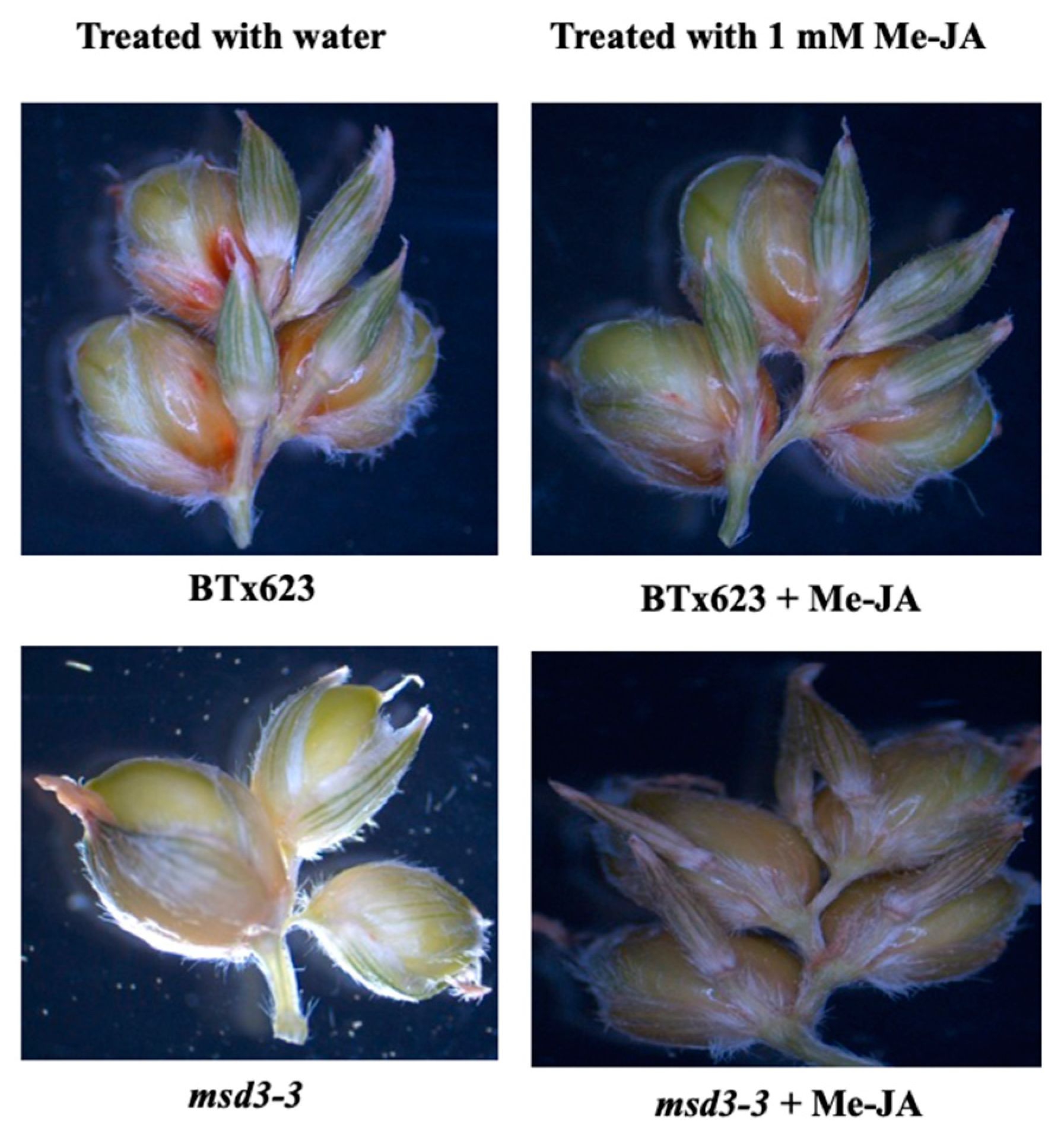 Ijms 20 05359 g007