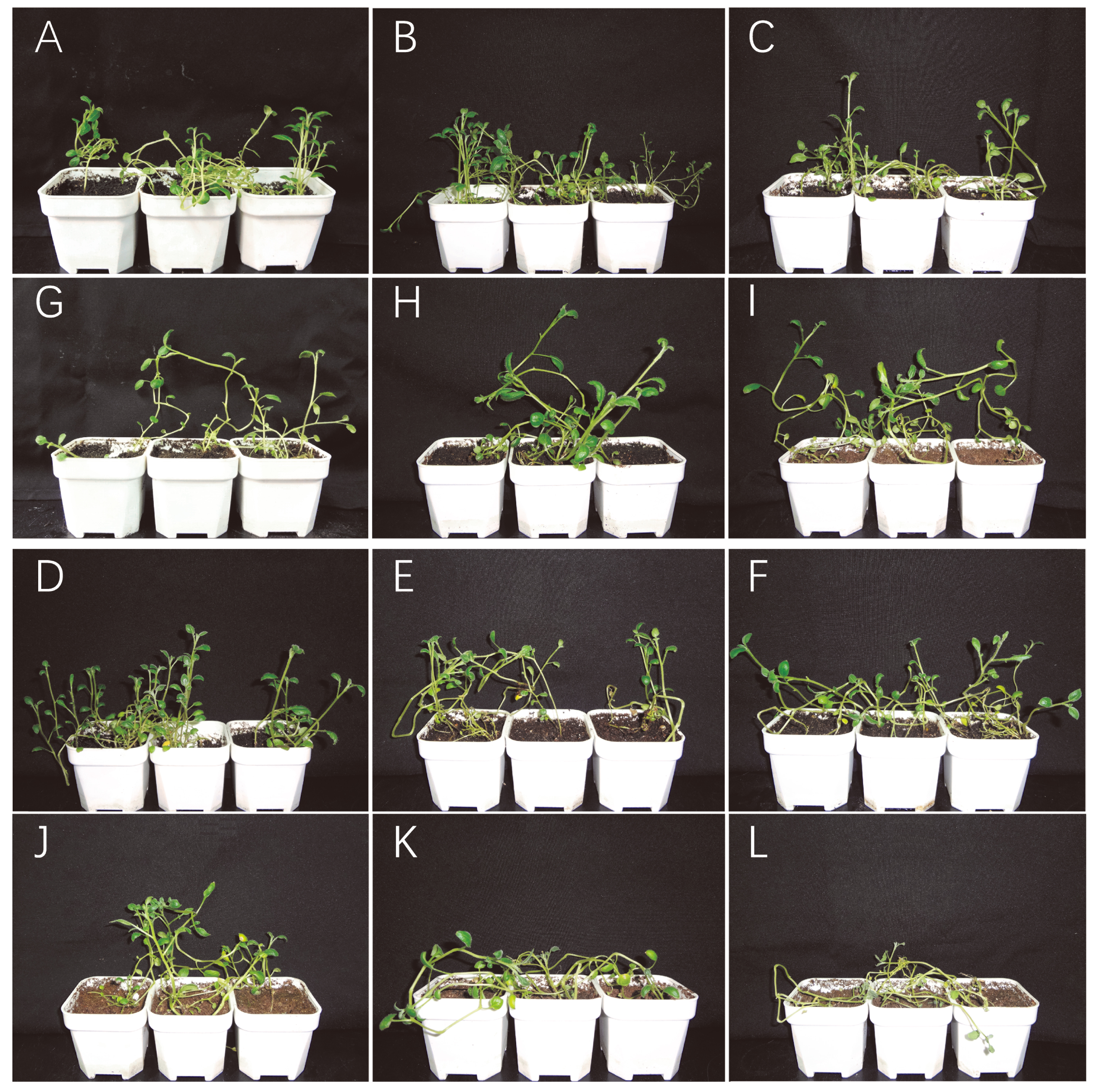 Ijms 20 05360 g008 Ijms 20 05360 g008