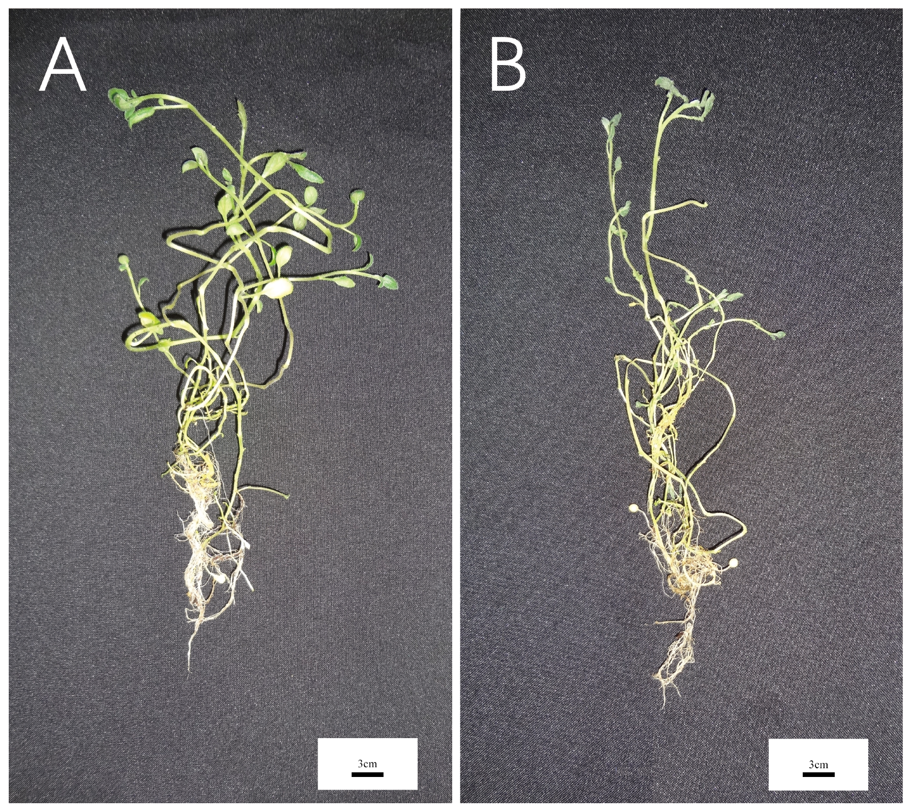 Ijms 20 05360 g010 Ijms 20 05360 g010