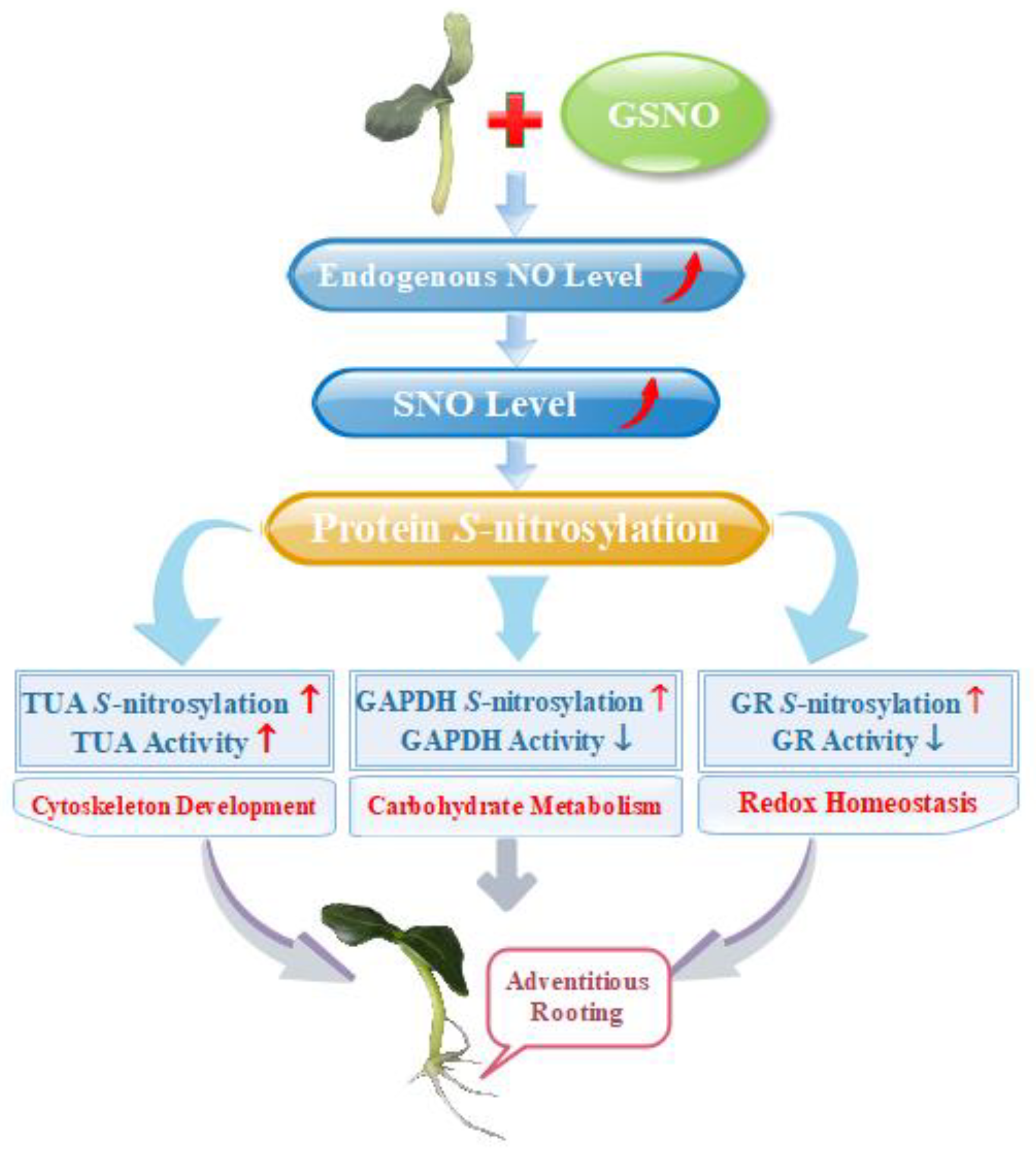 Ijms 20 05363 g006 Ijms 20 05363 g006