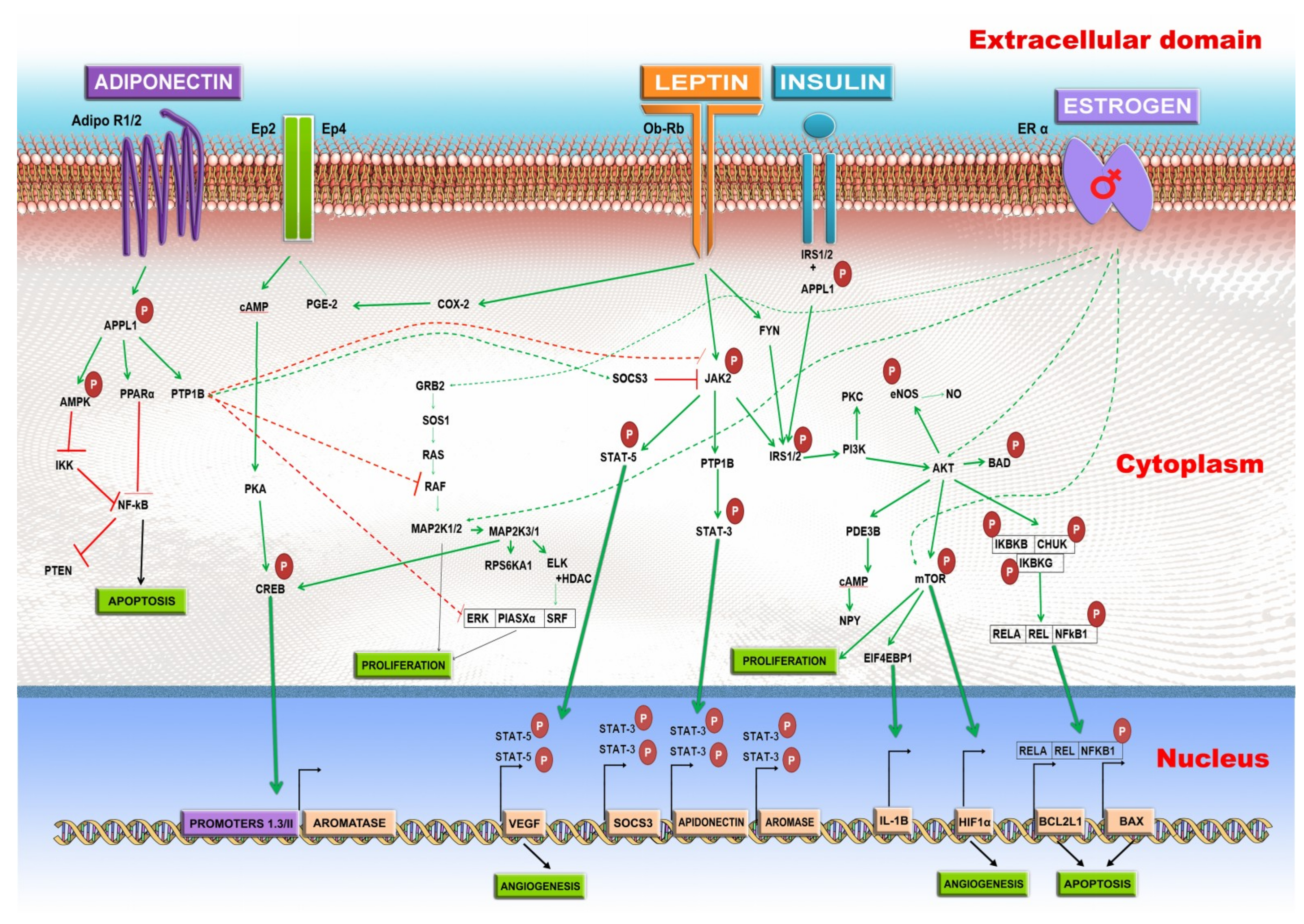 Ijms 20 05364 g001 Ijms 20 05364 g001