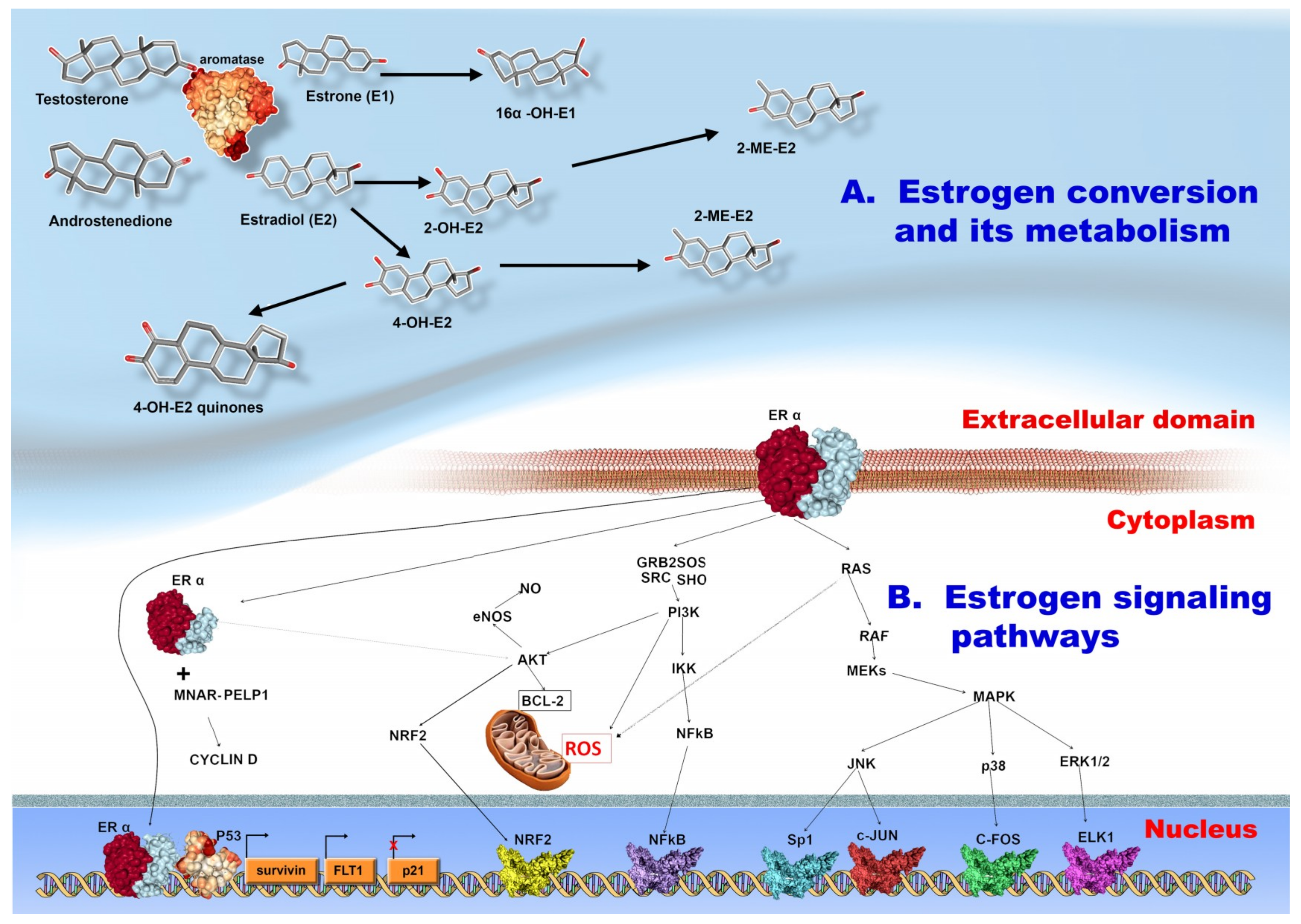 Ijms 20 05364 g002 Ijms 20 05364 g002