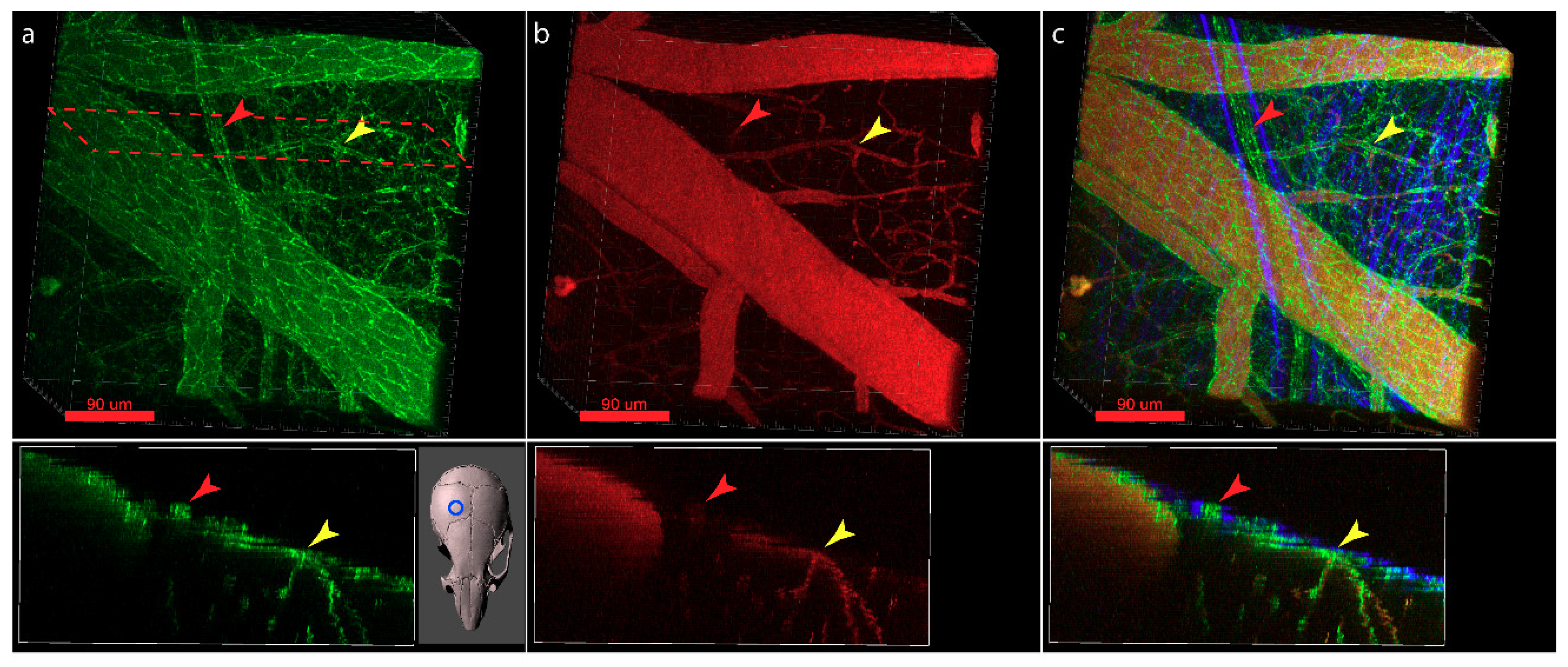 Ijms 20 05372 g006 Ijms 20 05372 g006