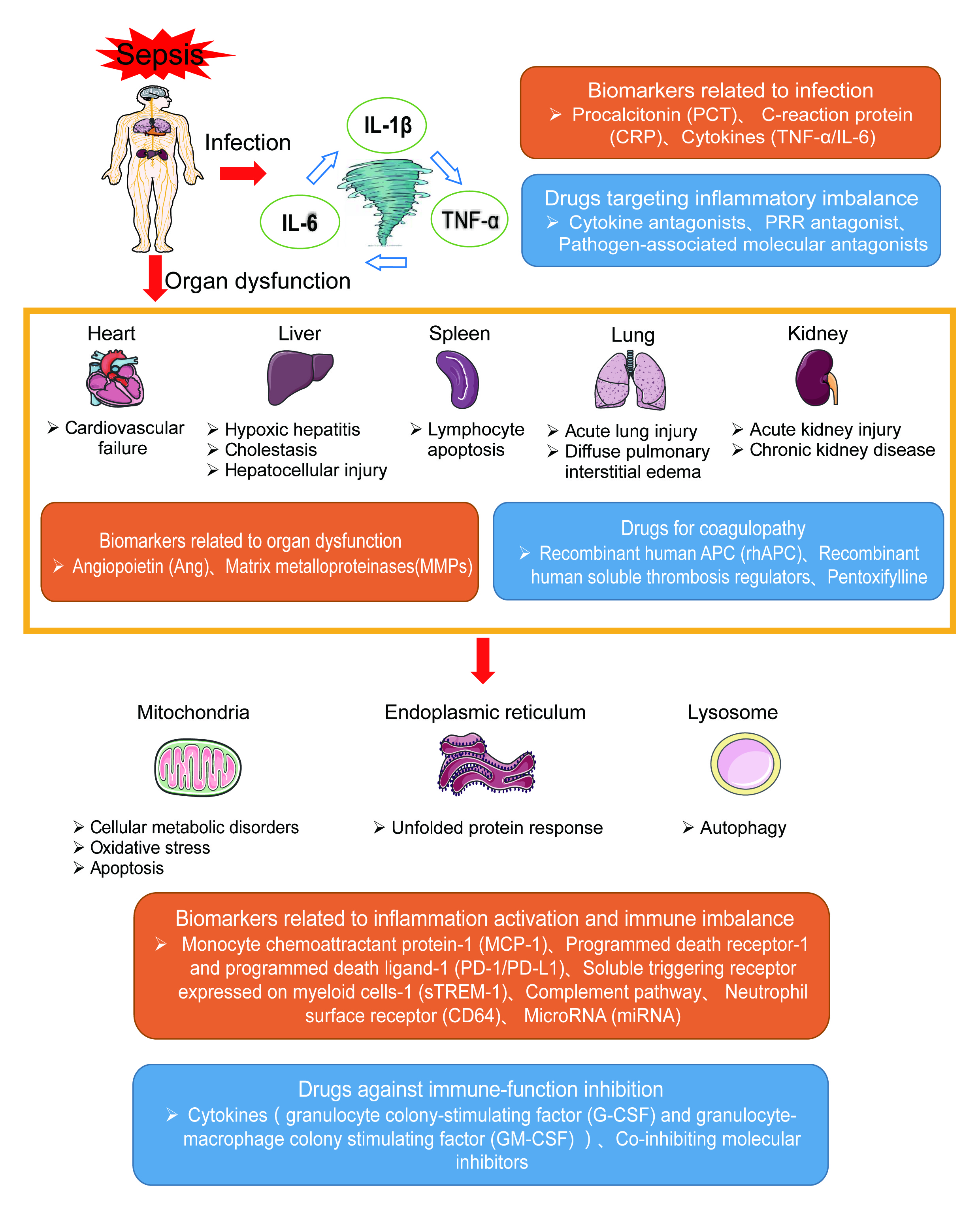 Ijms Free Full Text The Pathogenesis Of Sepsis And Potential