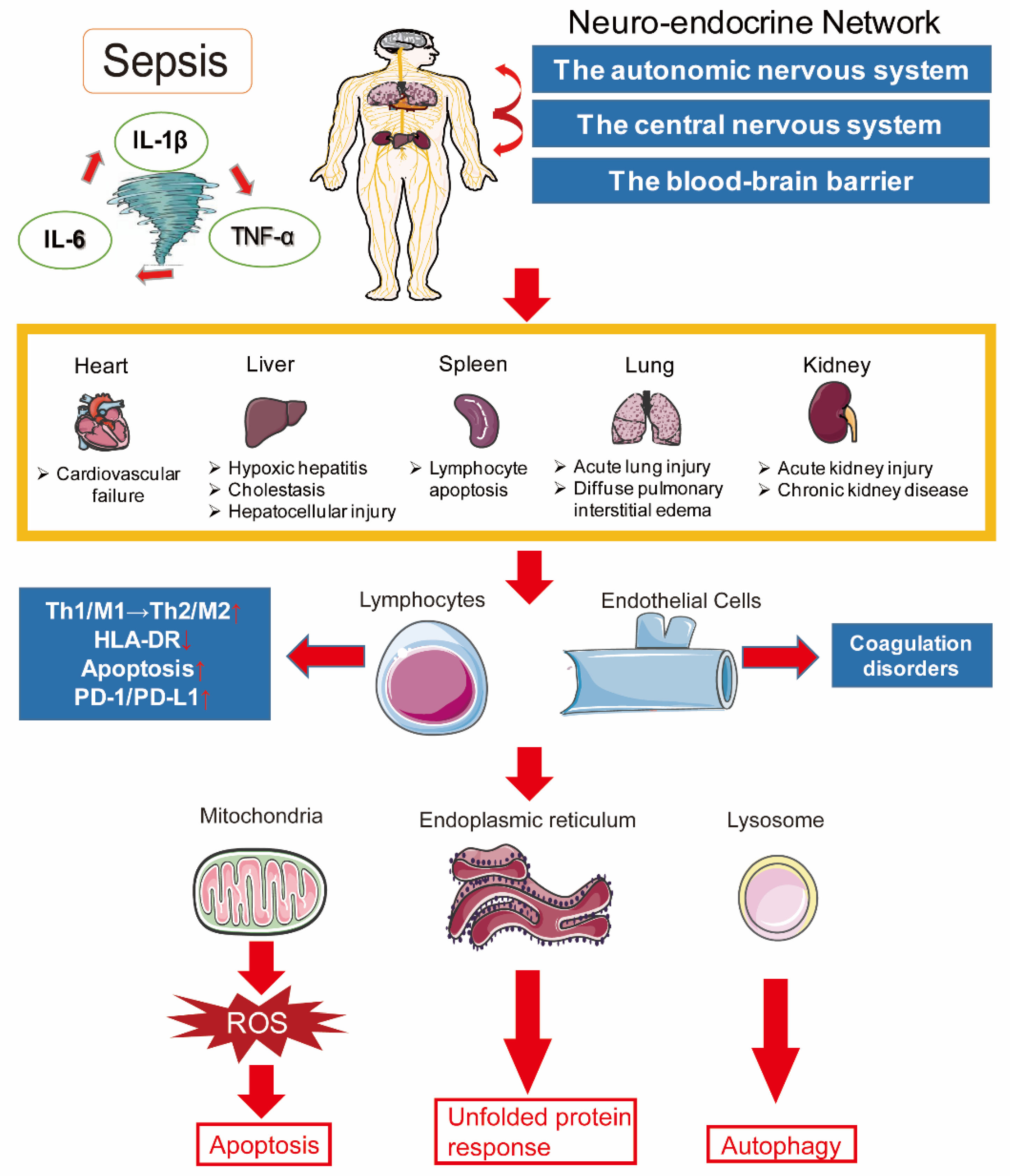 Ijms Free Full Text The Pathogenesis Of Sepsis And Potential