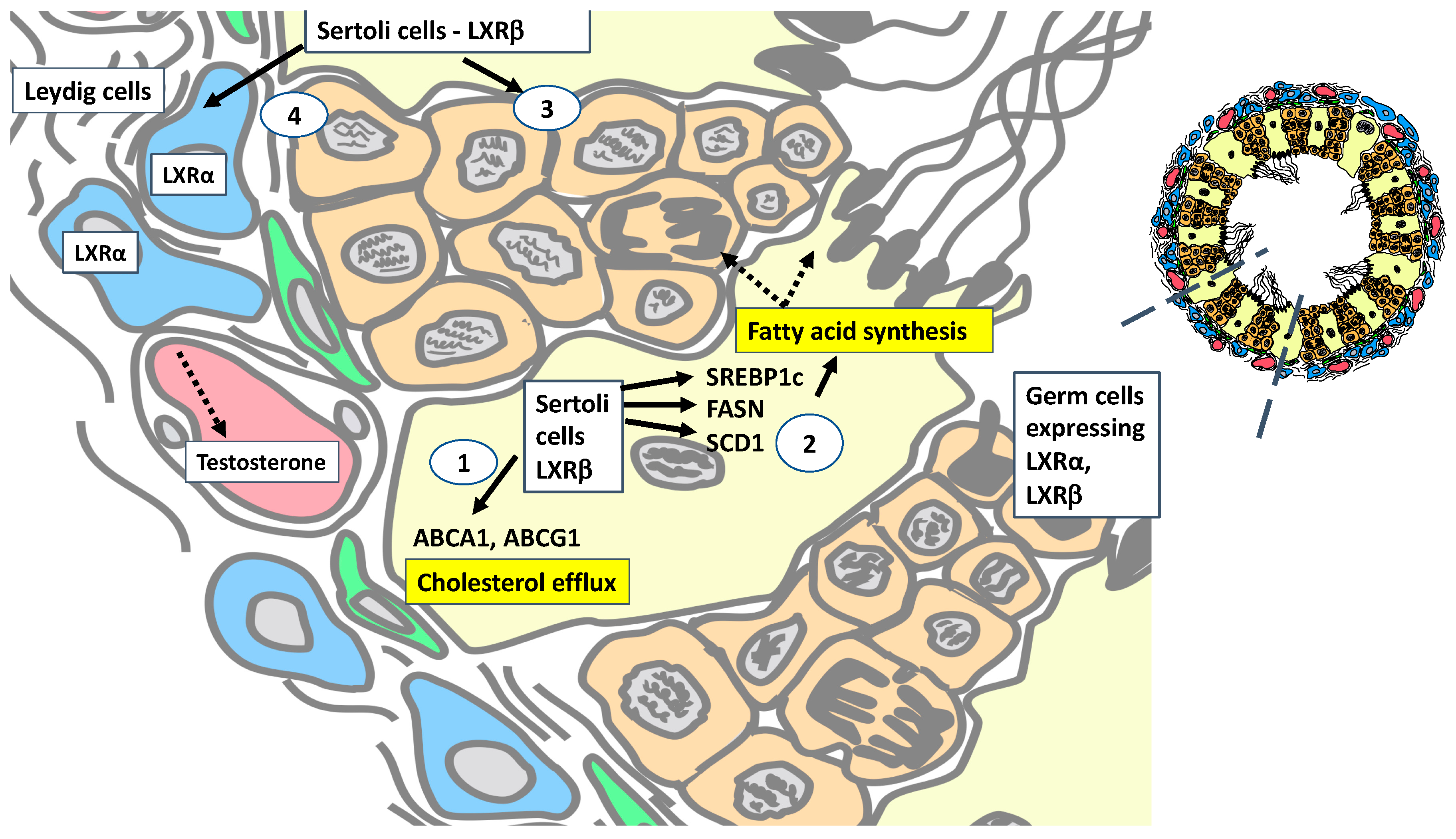 Ijms 20 05379 g002 Ijms 20 05379 g002