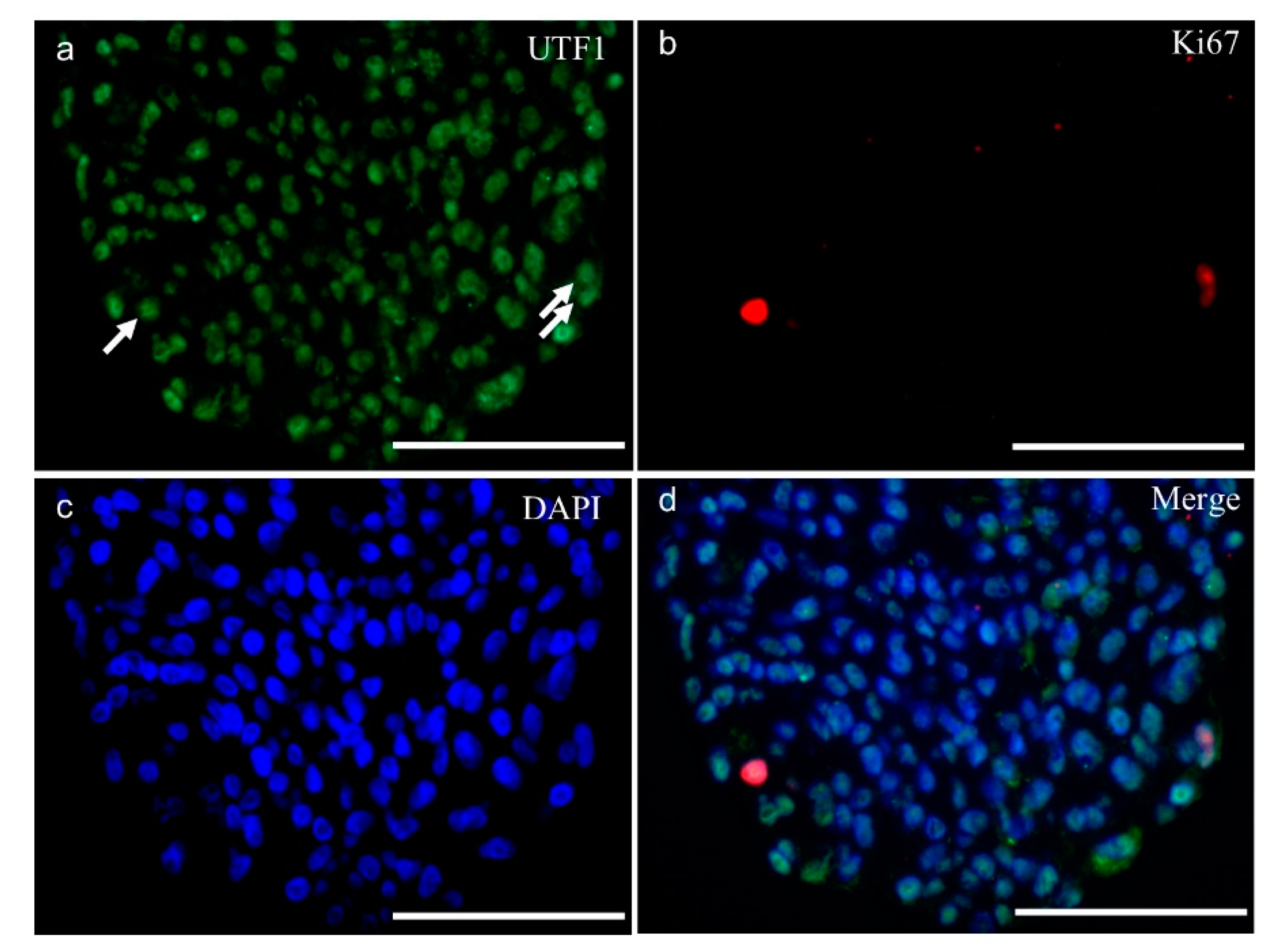 Ijms 20 05390 g004 Ijms 20 05390 g004
