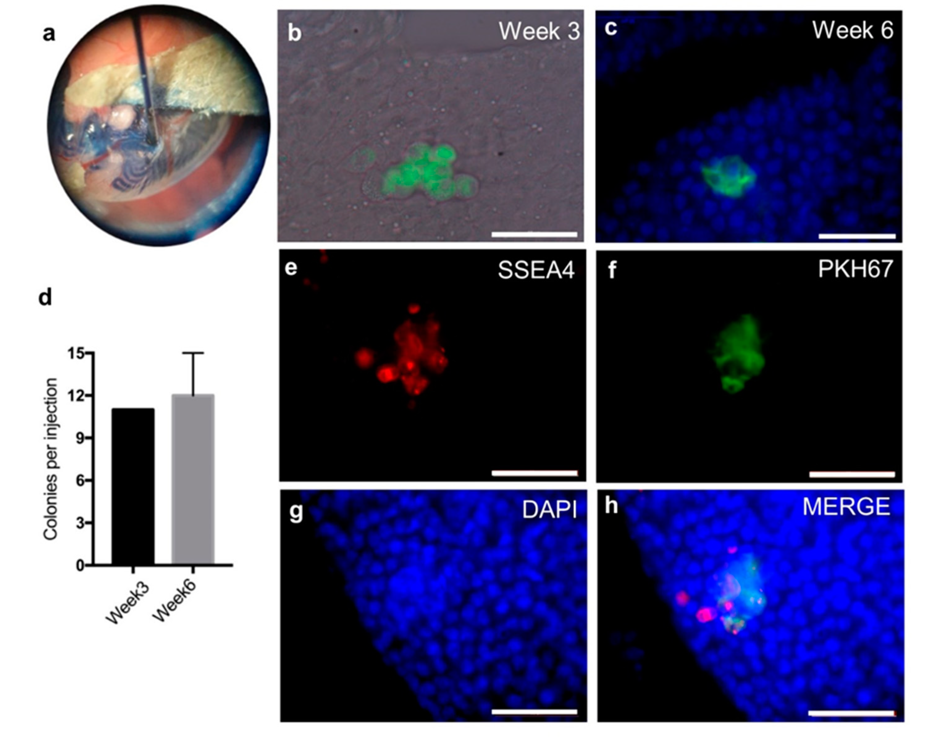 Ijms 20 05390 g007 Ijms 20 05390 g007