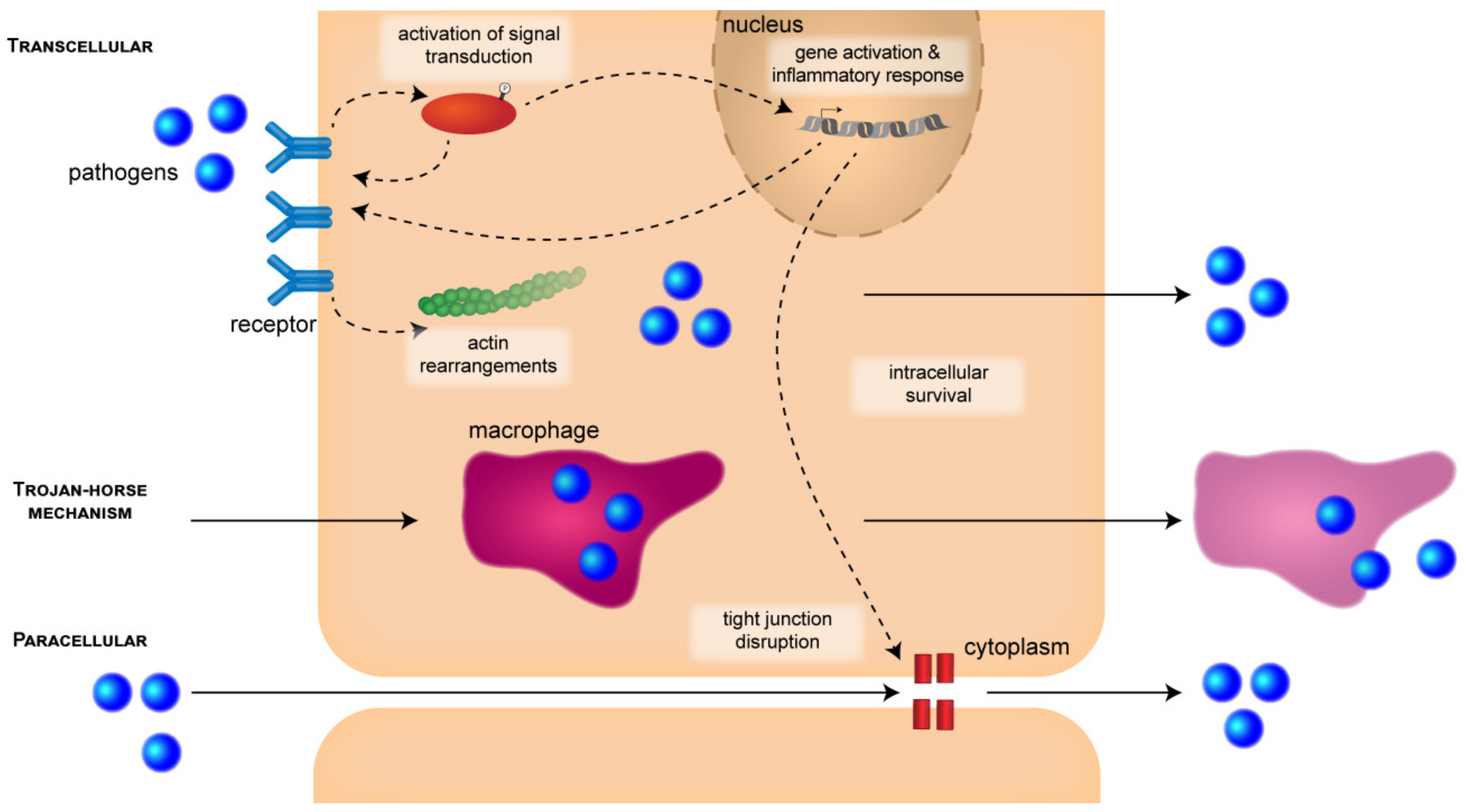 Meningitis :: Understanding Animal Research