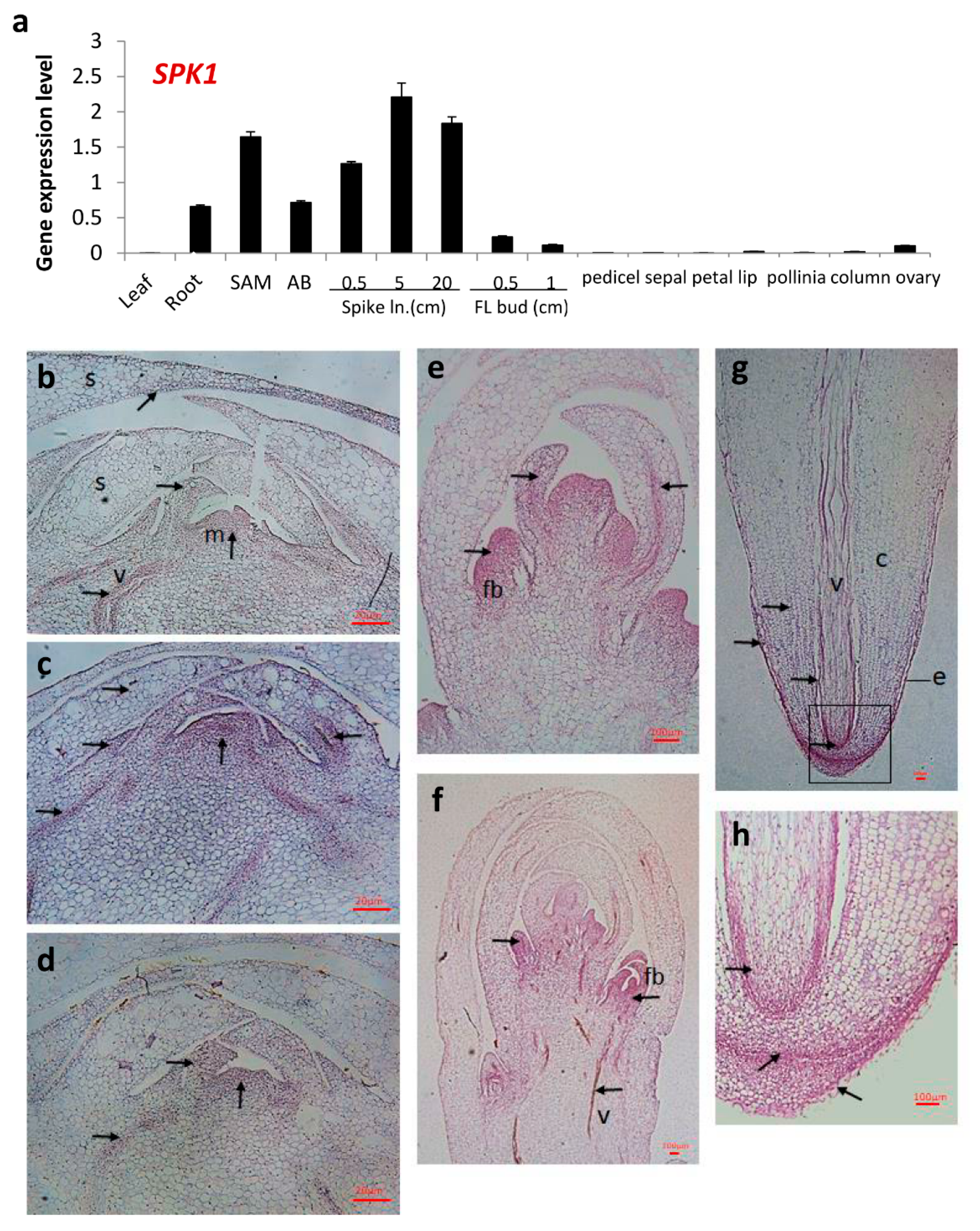 Ijms 20 05406 g005 550