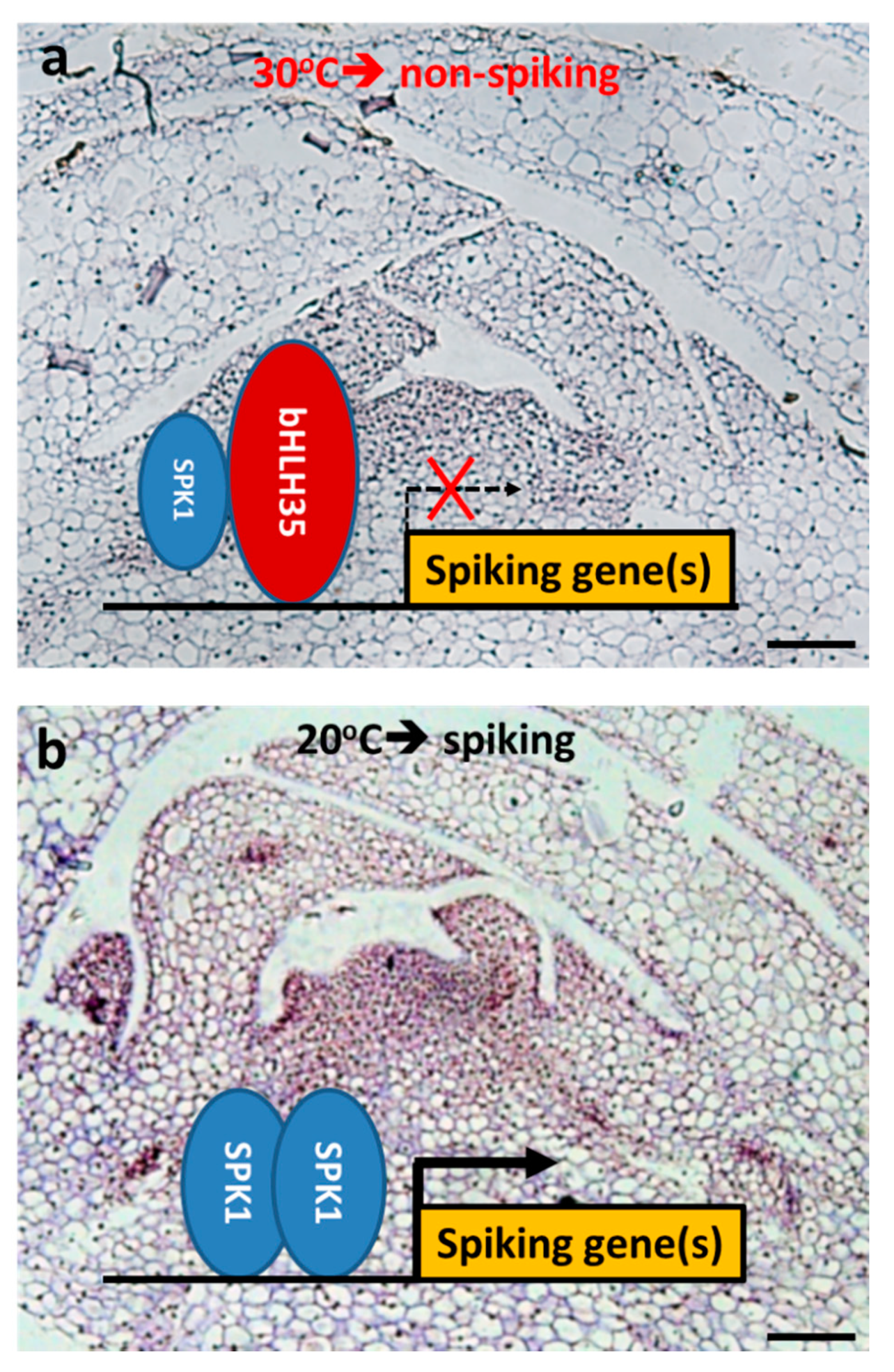 Ijms 20 05406 g009 550