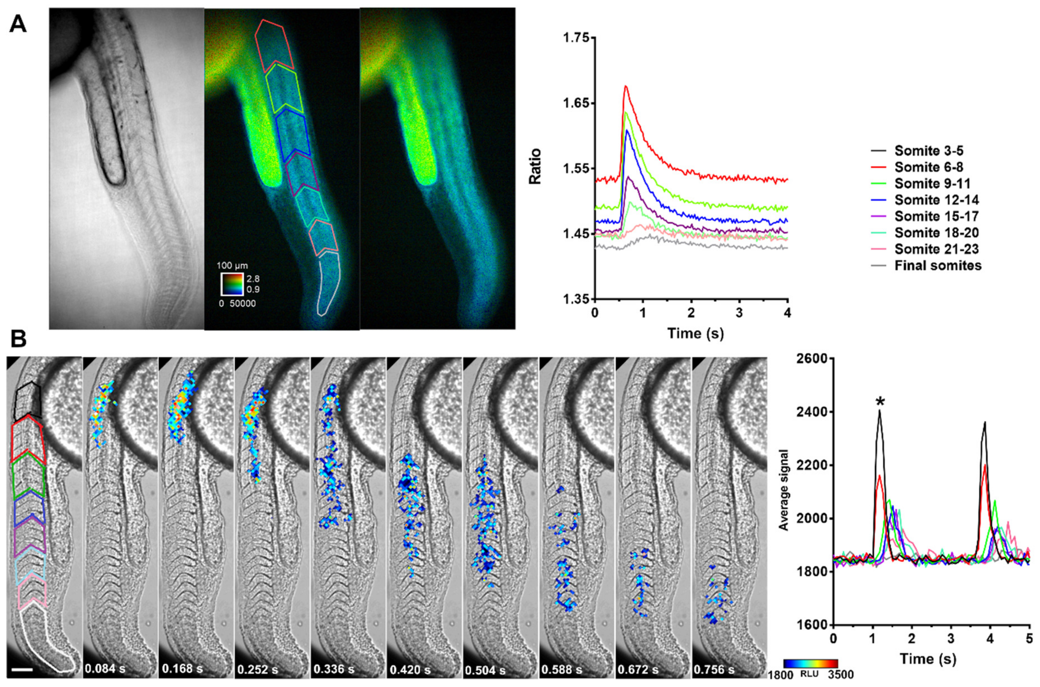 Ijms 20 05409 g008 Ijms 20 05409 g008