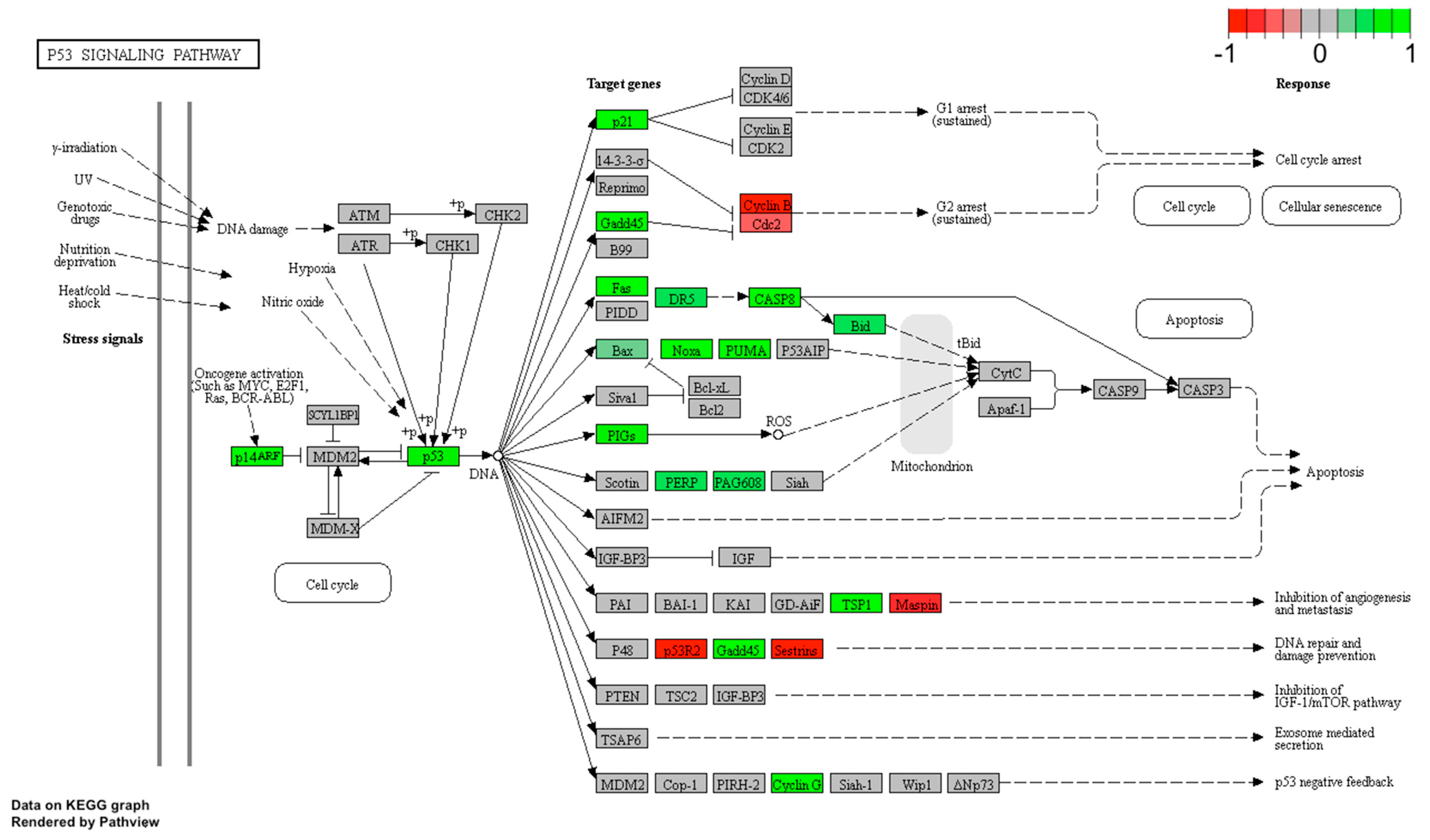 Ijms 20 05412 g006 Ijms 20 05412 g006