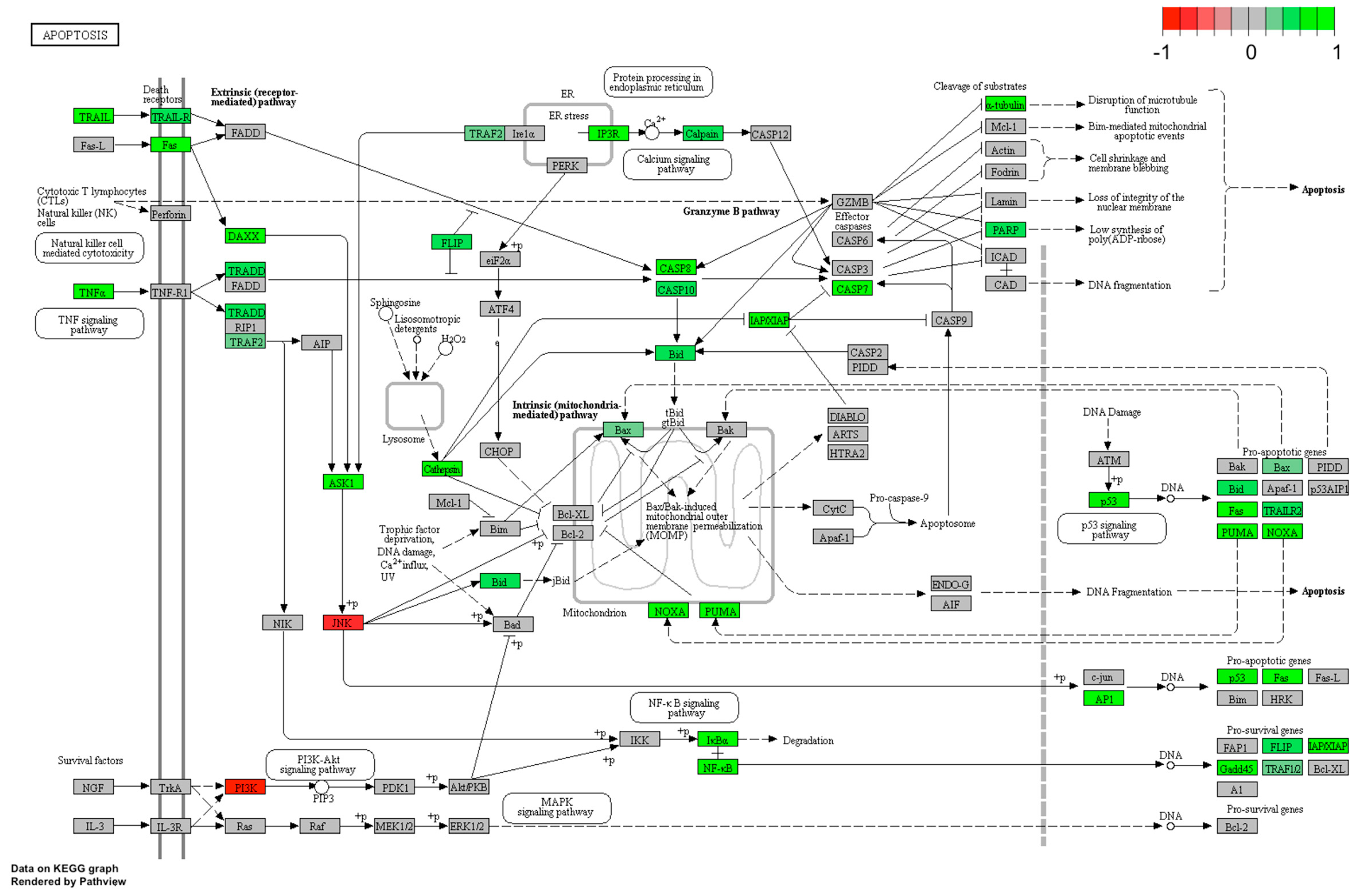 Ijms 20 05412 g007 Ijms 20 05412 g007