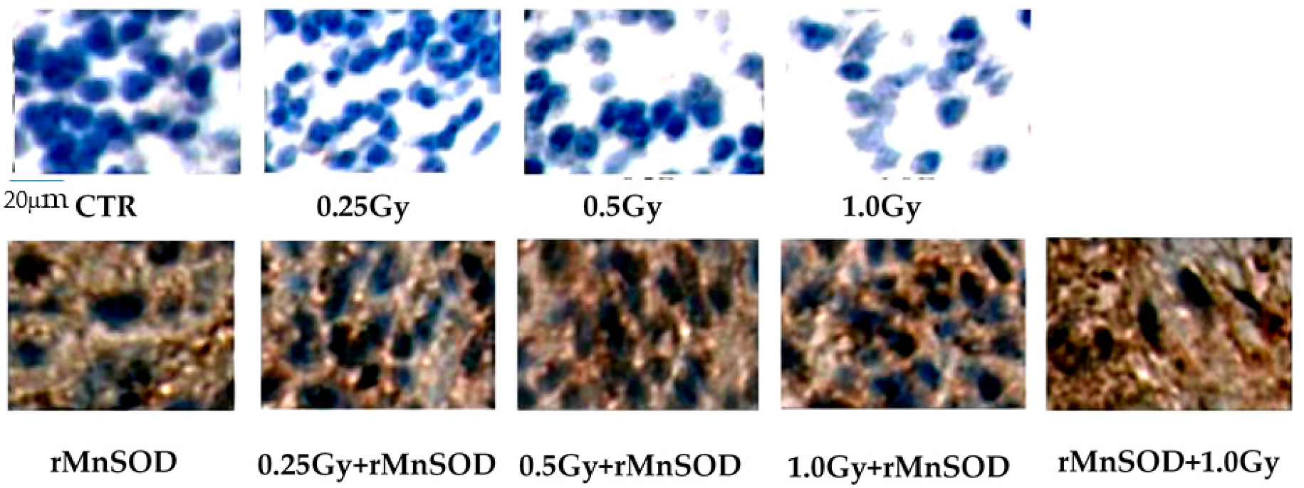 Ijms 20 05431 g001 550