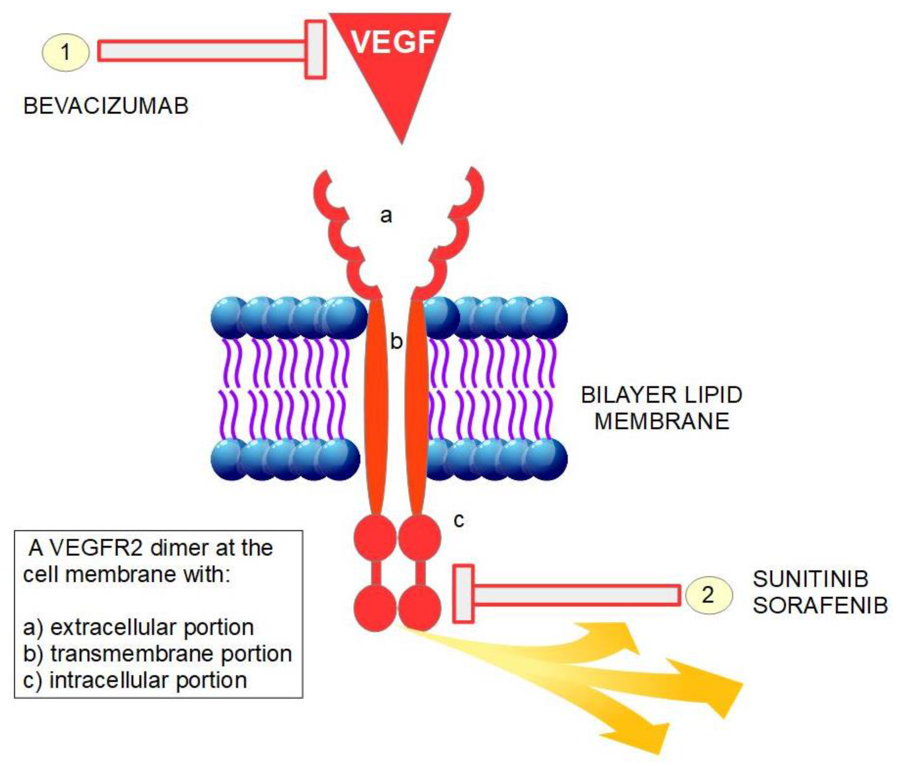 Ijms 20 05438 g001 Ijms 20 05438 g001