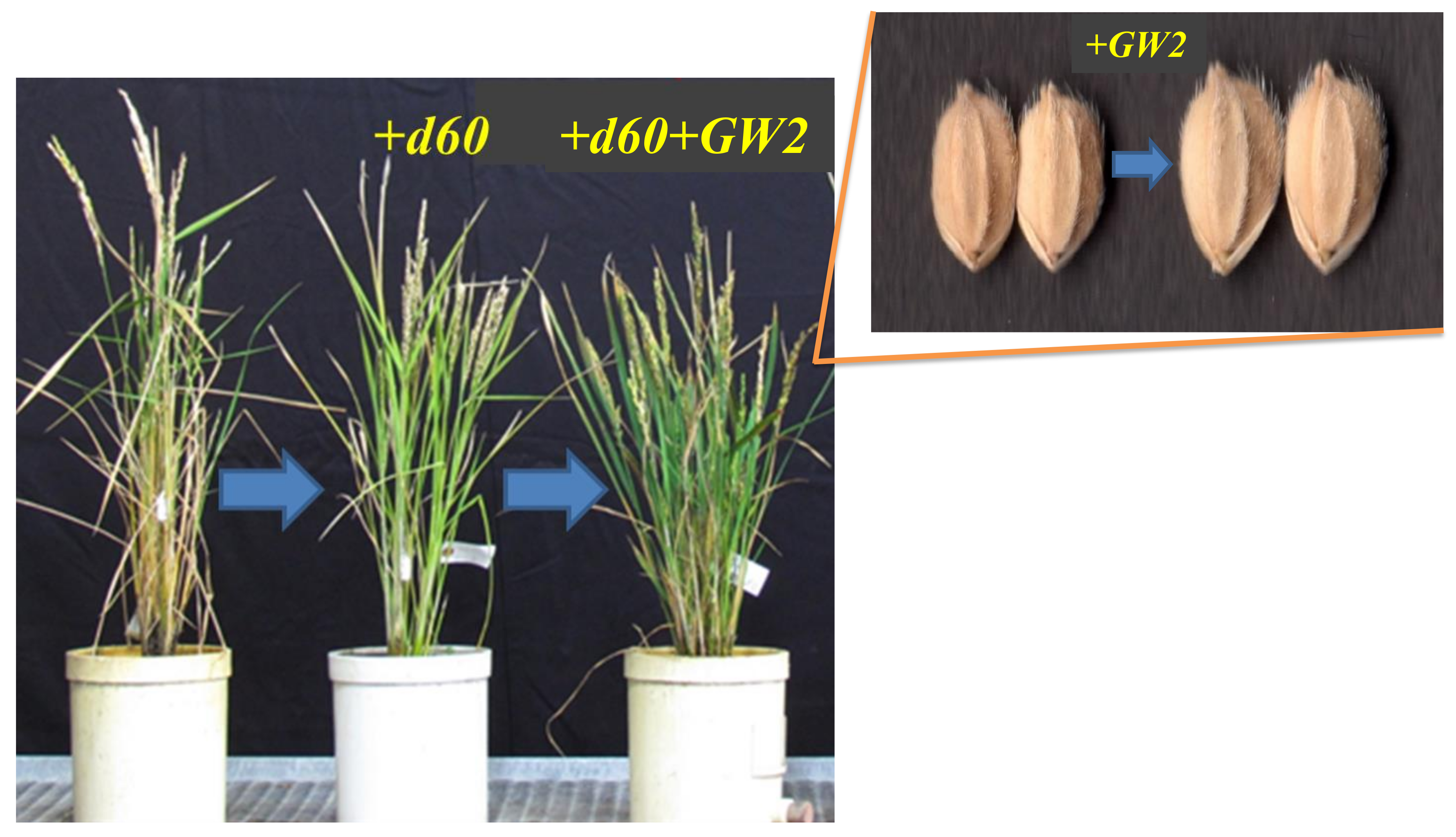 IJMS Free FullText Identification of Rice Large Grain Gene GW2 by
