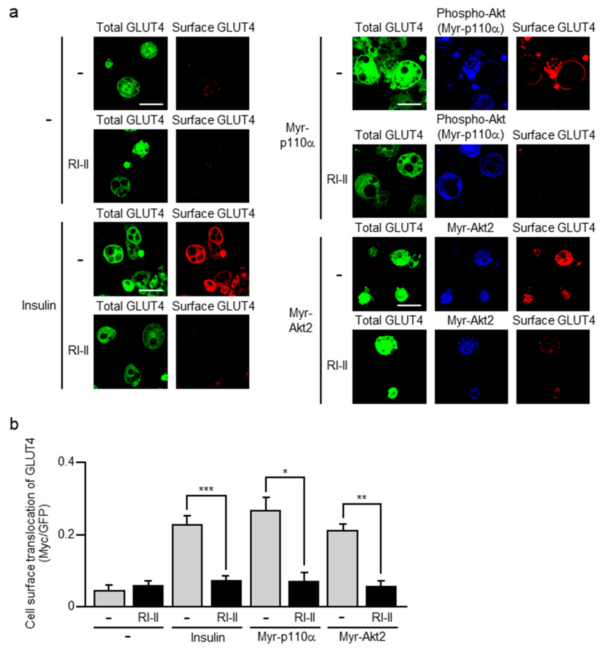 Ijms 20 05443 g002 Ijms 20 05443 g002