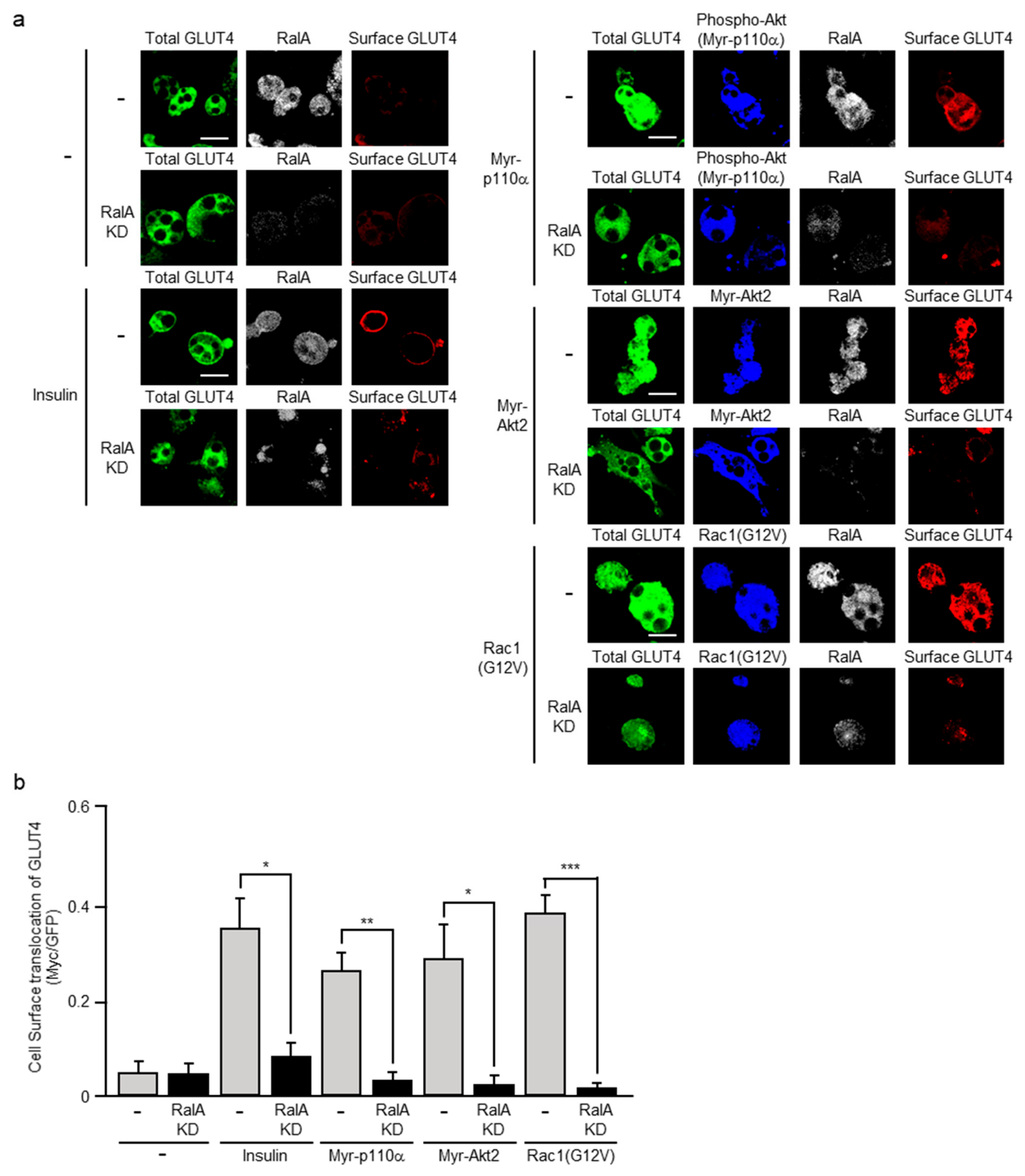 Ijms 20 05443 g007 Ijms 20 05443 g007