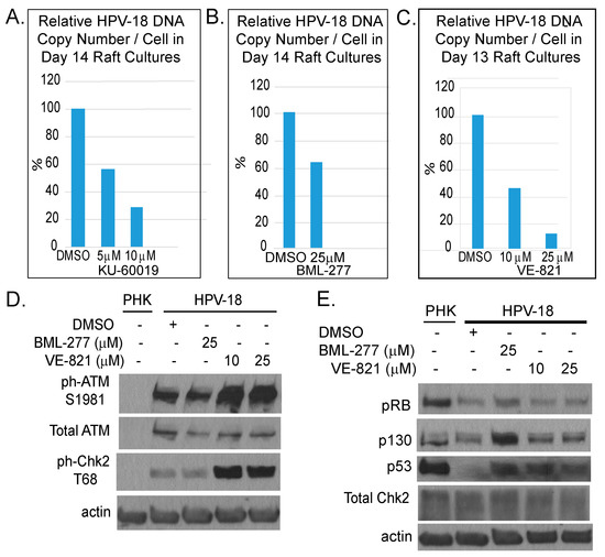 targeting dna damage response as a