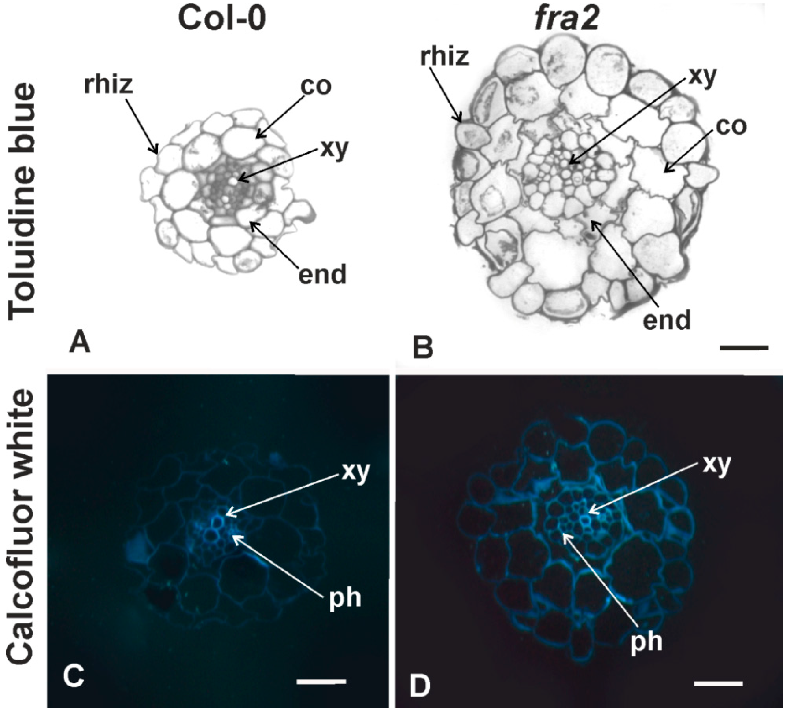 Ijms Free Full Text Cell Wall Modifications In Giant Cells Induced By The Plant Parasitic Nematode Meloidogyne Incognita In Wild Type Col 0 And The Fra2 Arabidopsis Thaliana Katanin Mutant Html