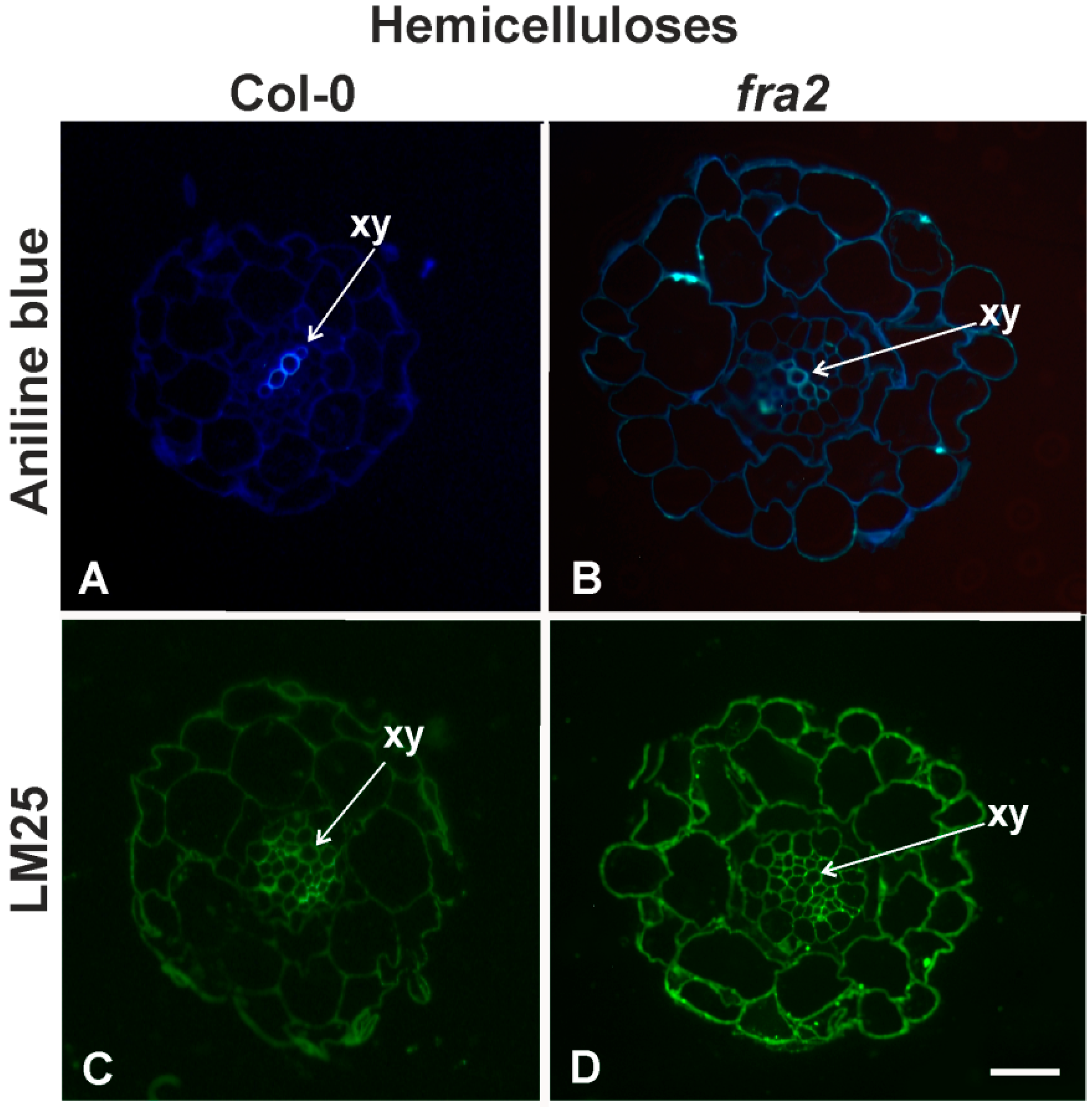 Ijms 20 05465 g002 Ijms 20 05465 g002