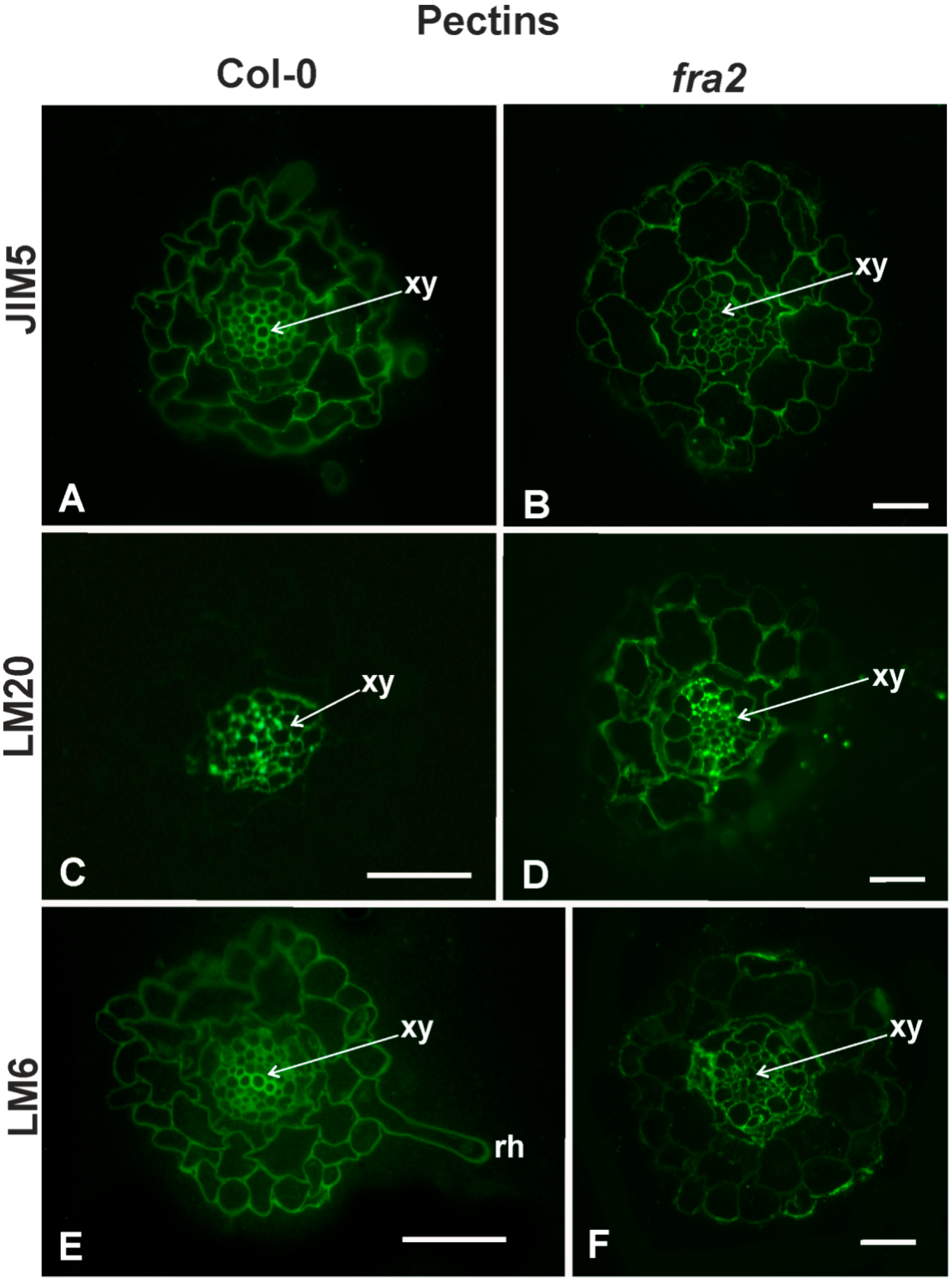 Ijms 20 05465 g003 Ijms 20 05465 g003