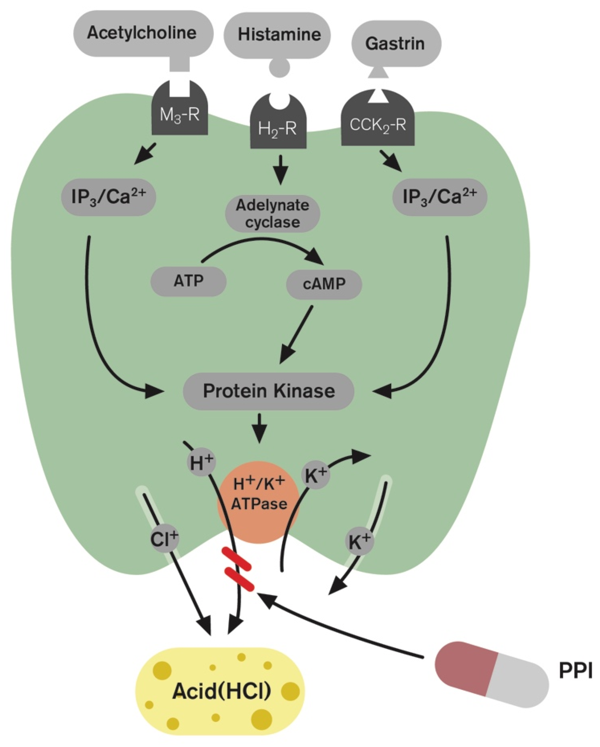 proton pump inhibitor mechanism of action pdf generator